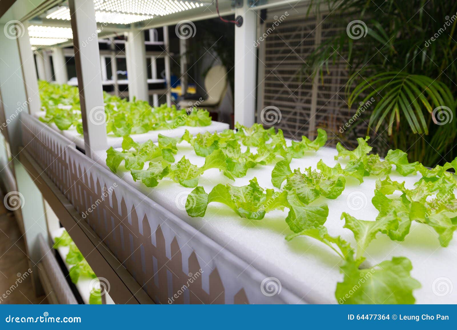 hydroponic vegetables at the indoor