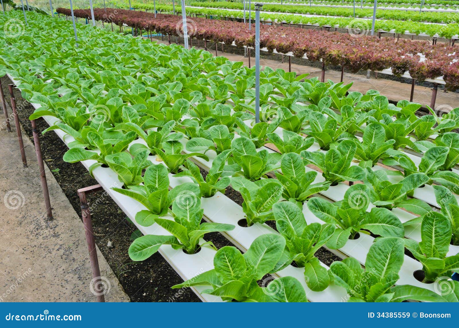 Hydroponic Vegetables Plantation Royalty Free Stock Images ...