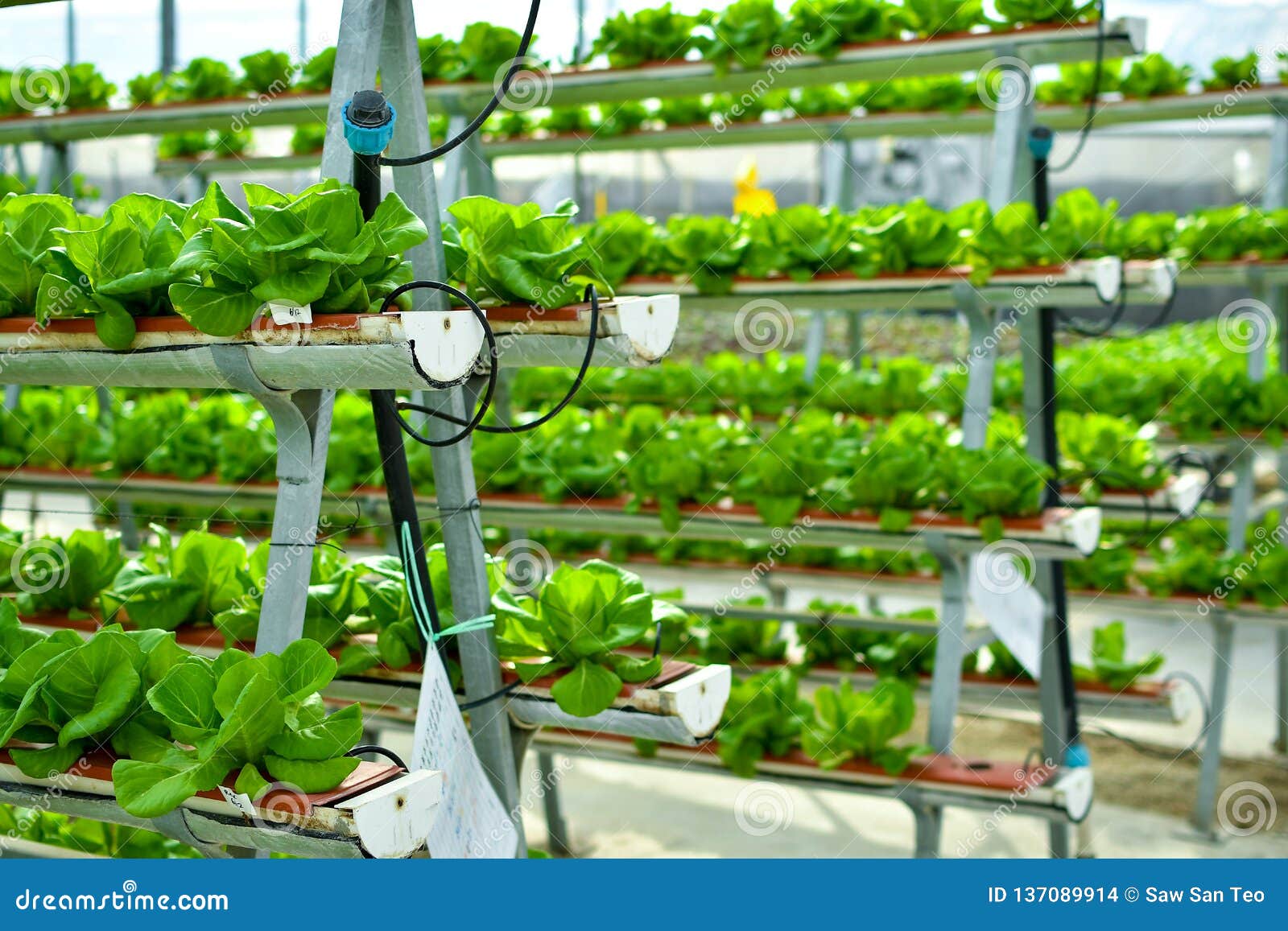 free download hydroponic farming at home free download hydroponic farming at home