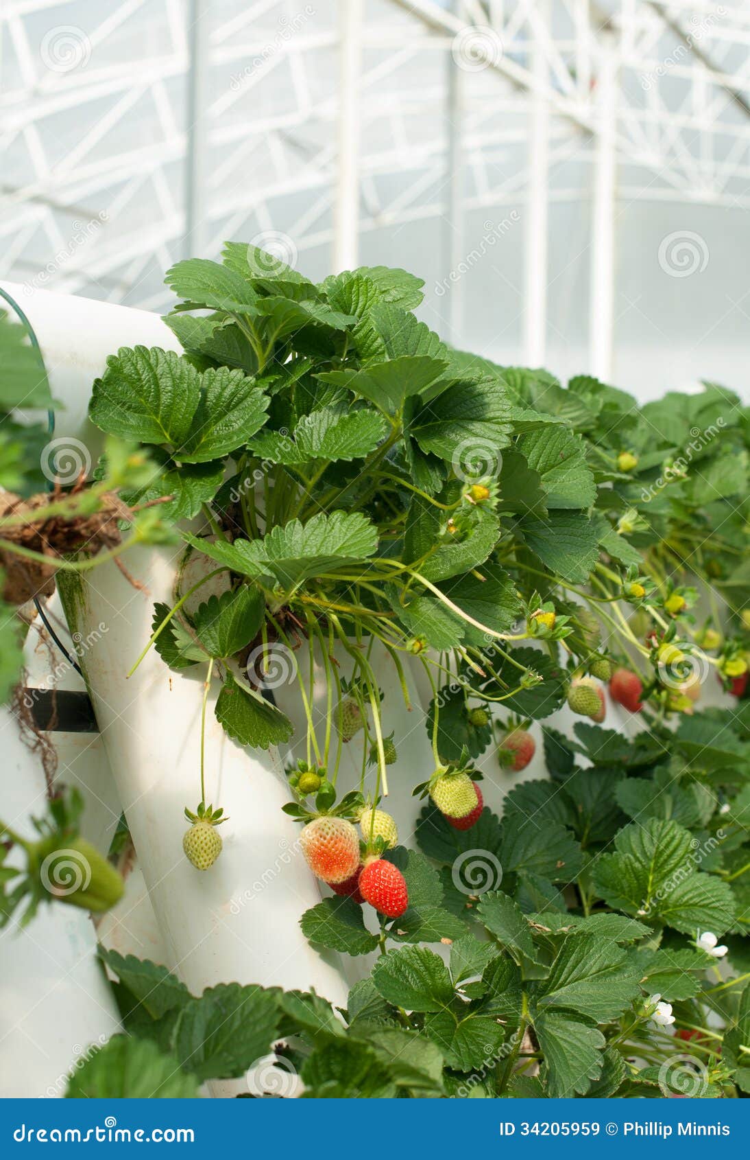Hydroponically Grown Strawberry Vines Stock Image Image of flower