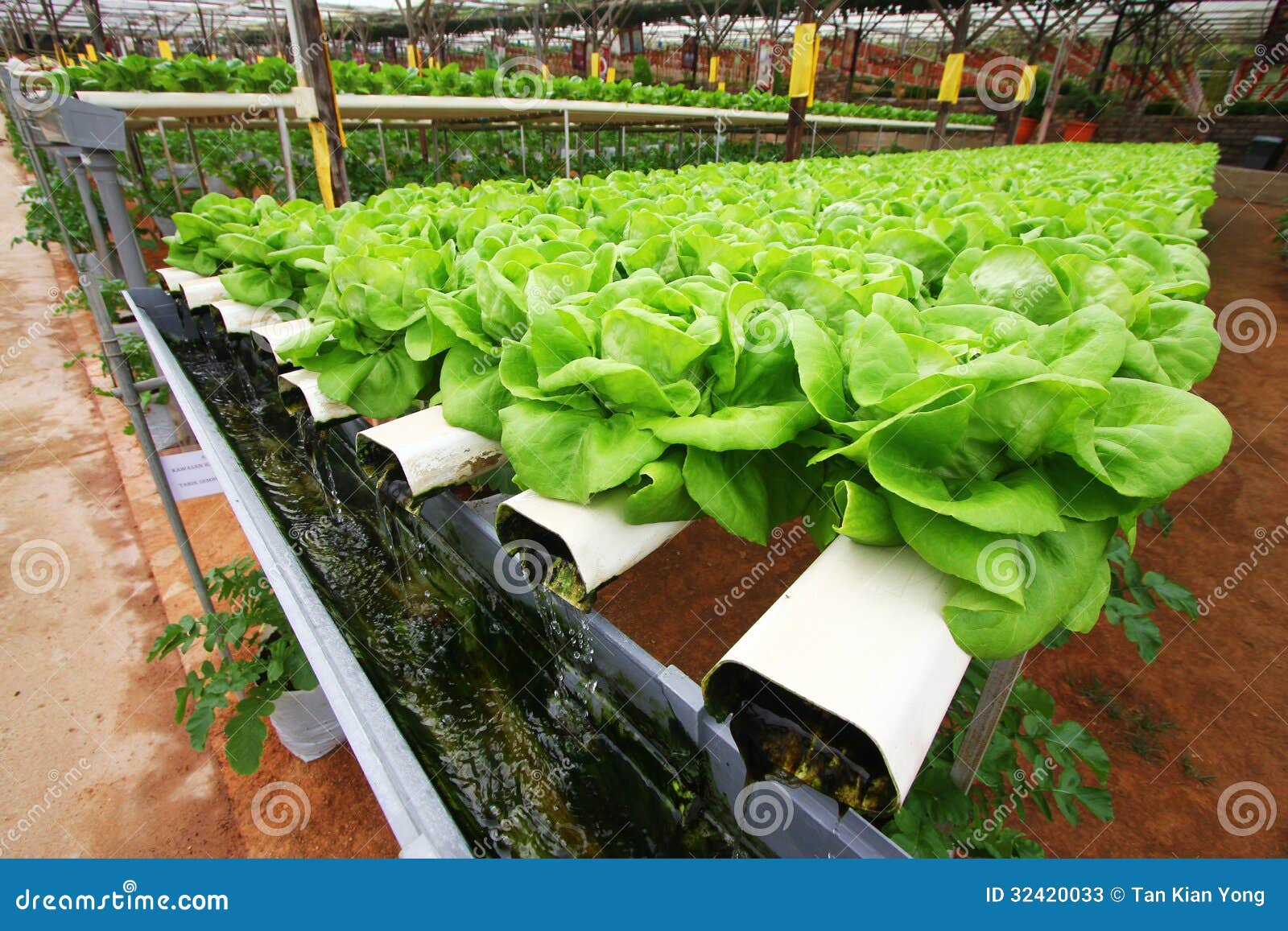 Hydroponics farming stock image. Image of fresh, vegetable 32420033