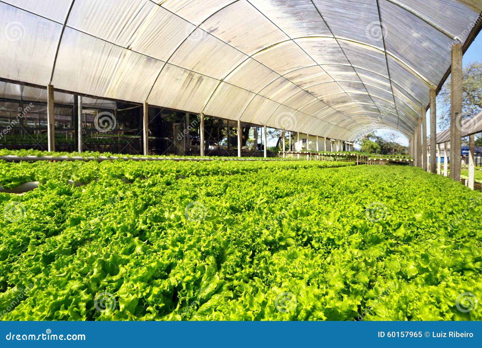 Hydroponics greenhouse editorial image. Image of cultivated 60157965