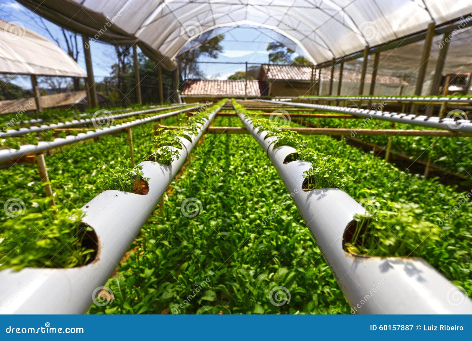 Hydroponics greenhouse editorial photography. Image of cover 60157887