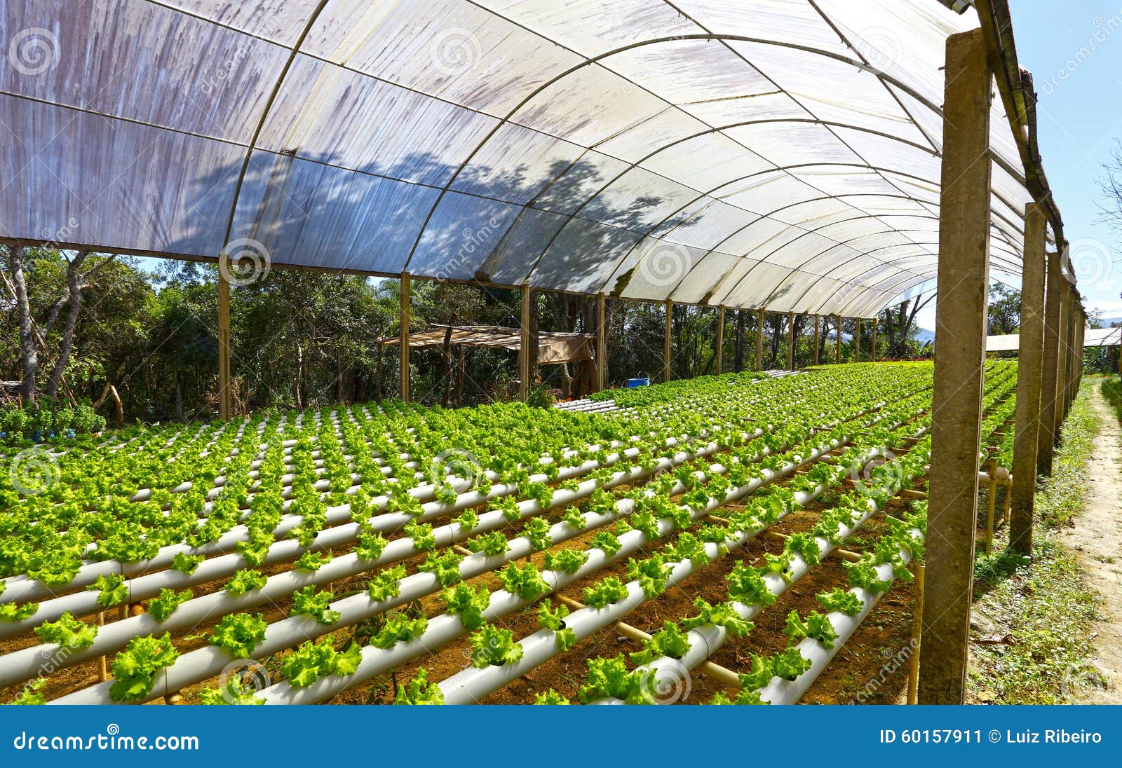 Hydroponics greenhouse stock image. Image of growth, farm 60157911