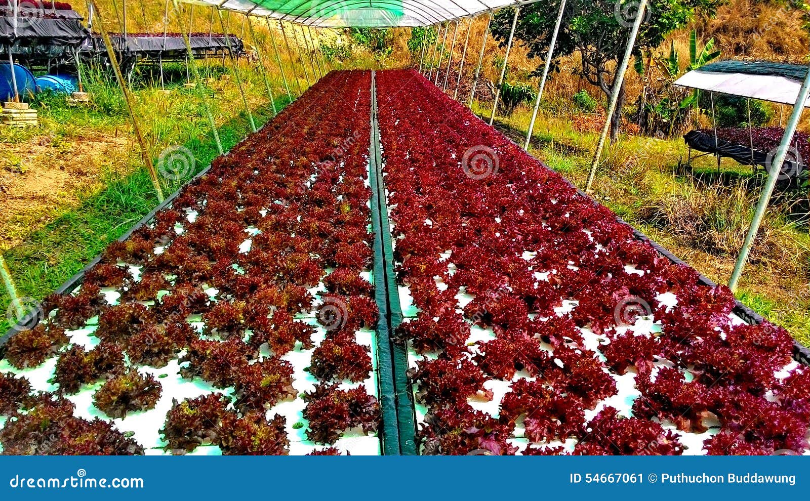 Hydroponics Method of Growing Plants Using Mineral Nutrient Solutions