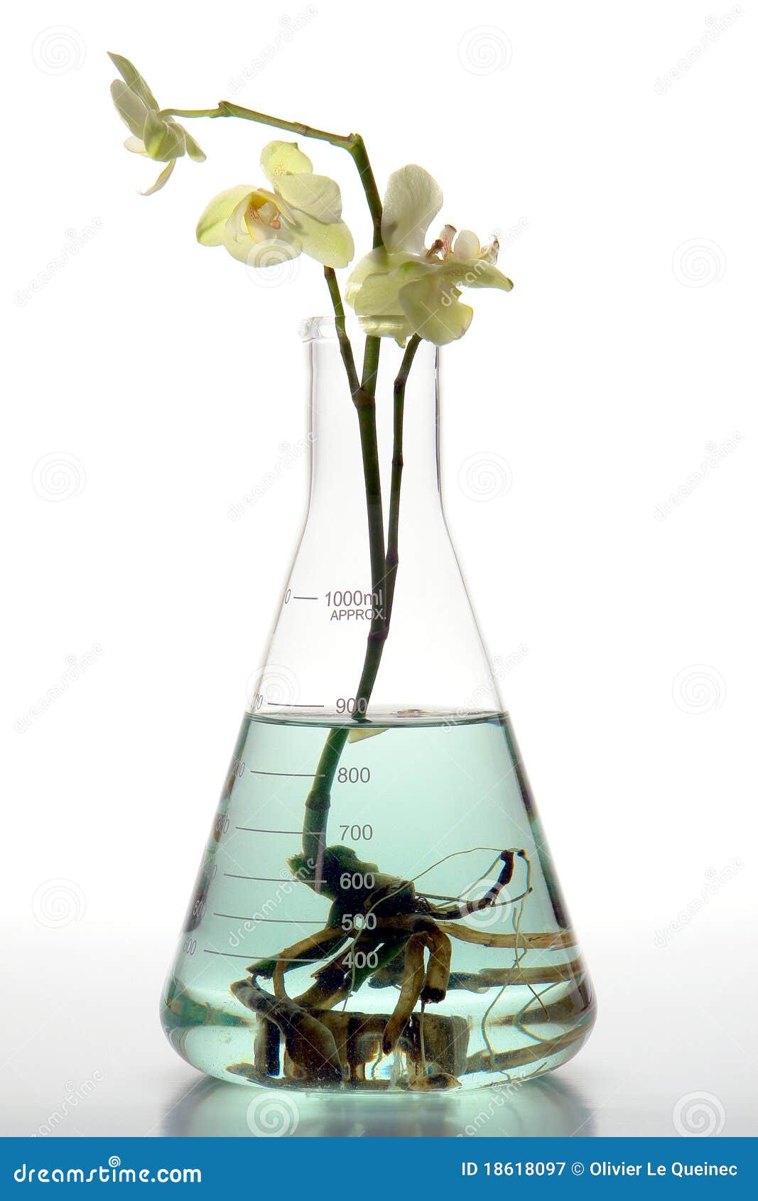 Hydroponics Orchid Flower In Laboratory Flask Royalty Free ...