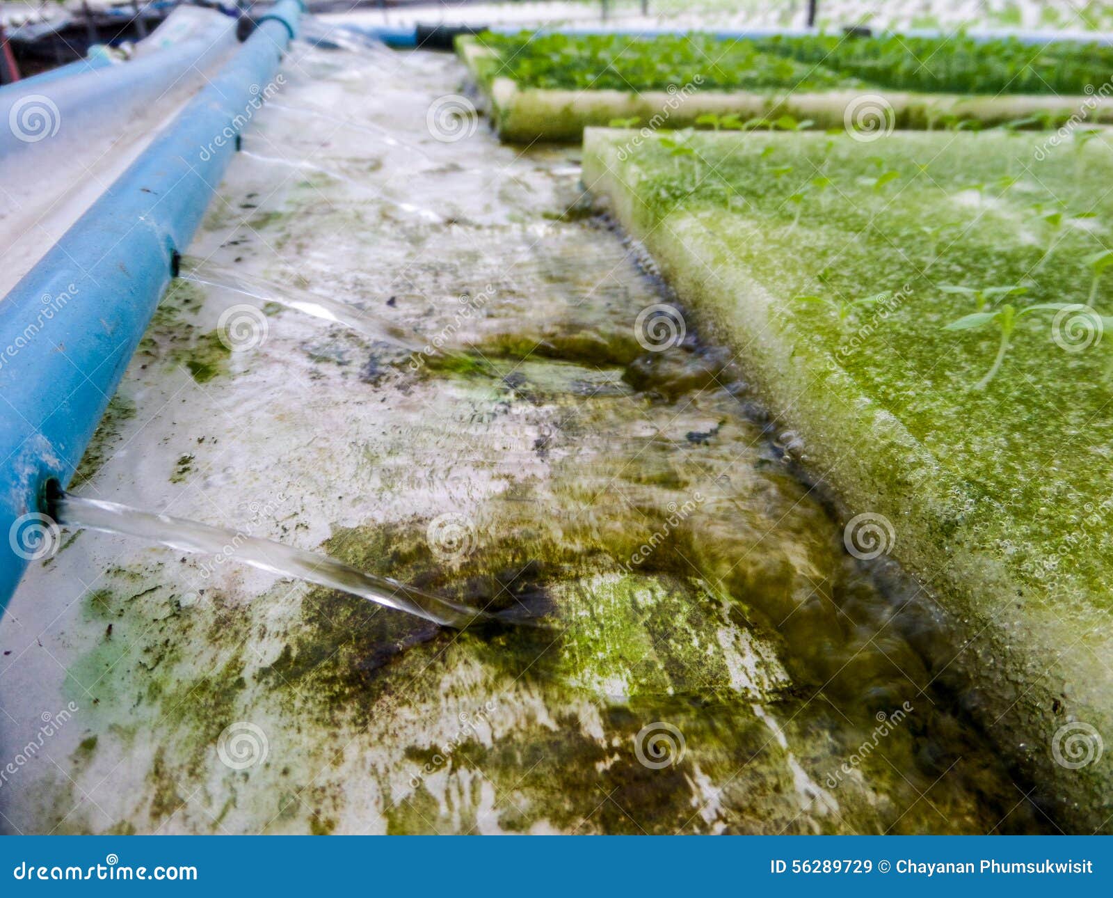 Hydroponics is a Subset of Hydroculture and is a Method of Growing