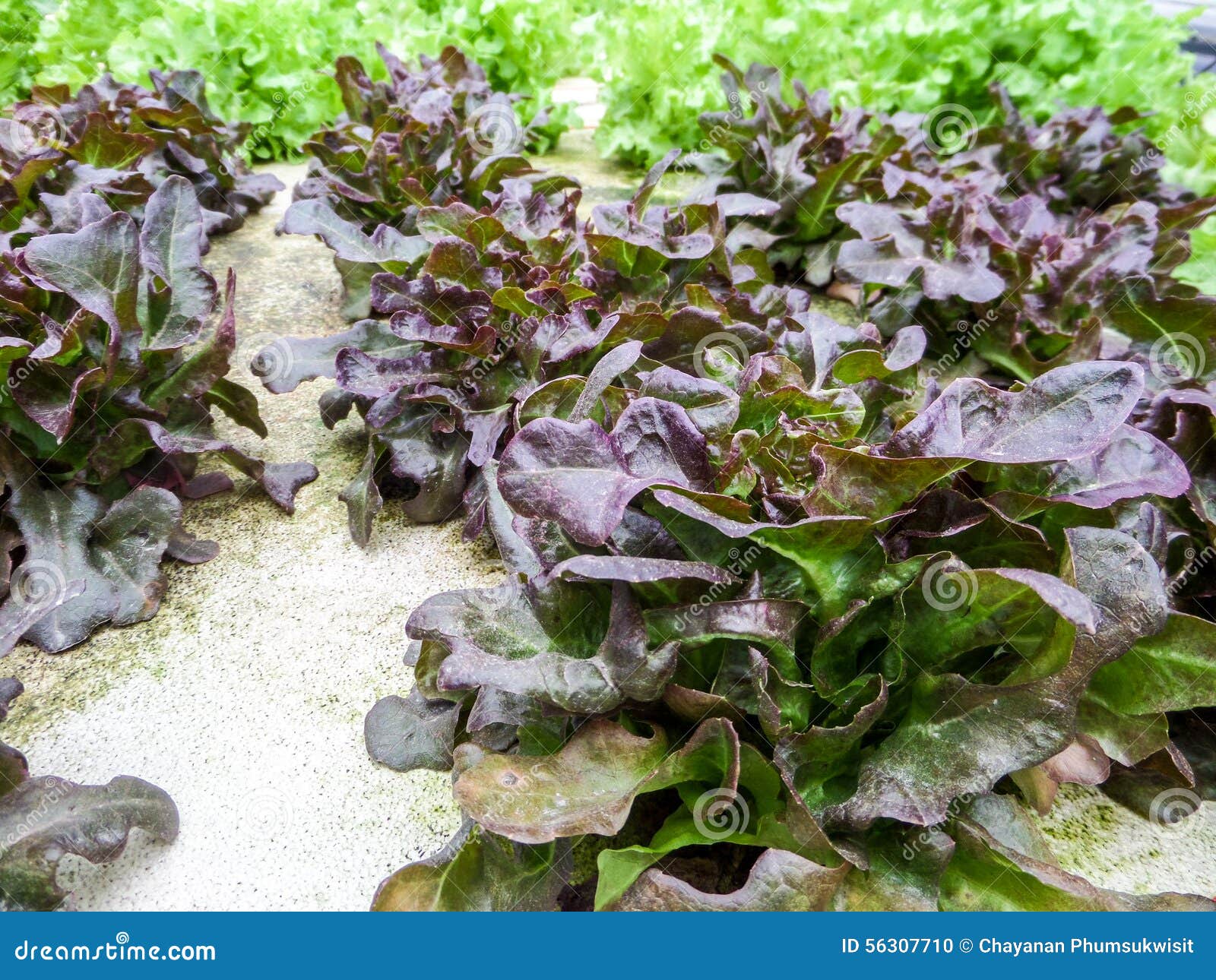 Hydroponics is a Subset of Hydroculture and is a Method of Growing