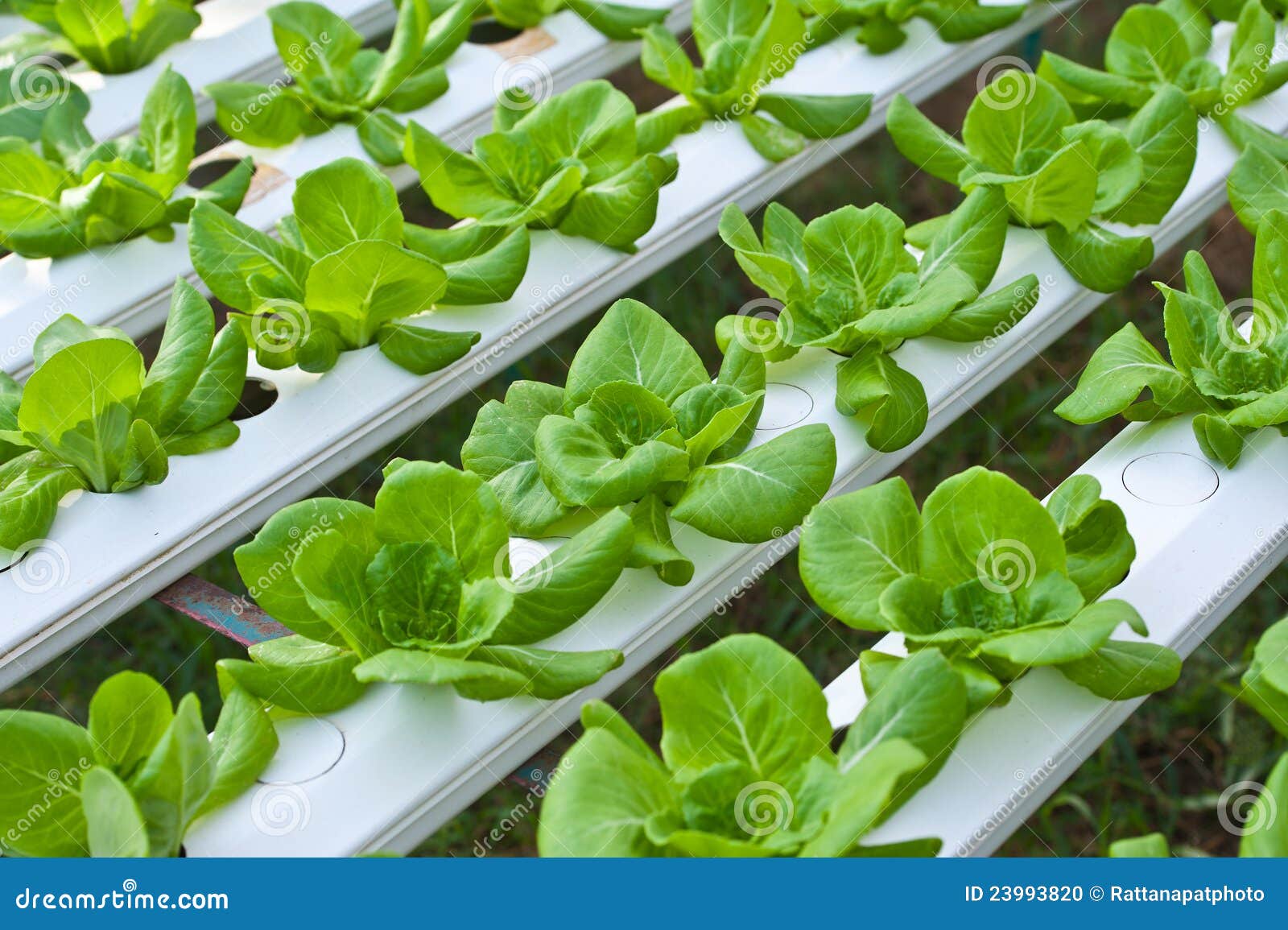 Hydroponics Vegetable Stock Photo - Image: 23993820