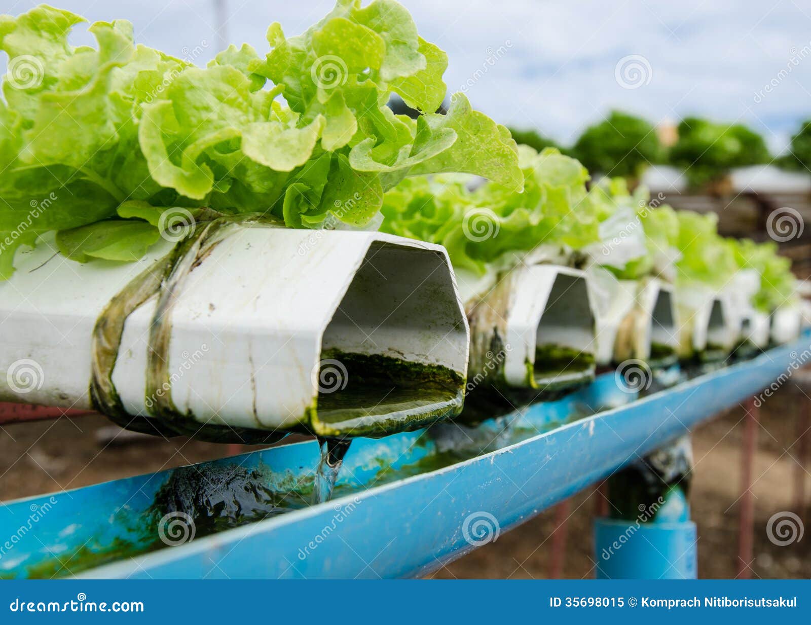 Hydroponics vegetable. stock image. Image of lettuce 35698015