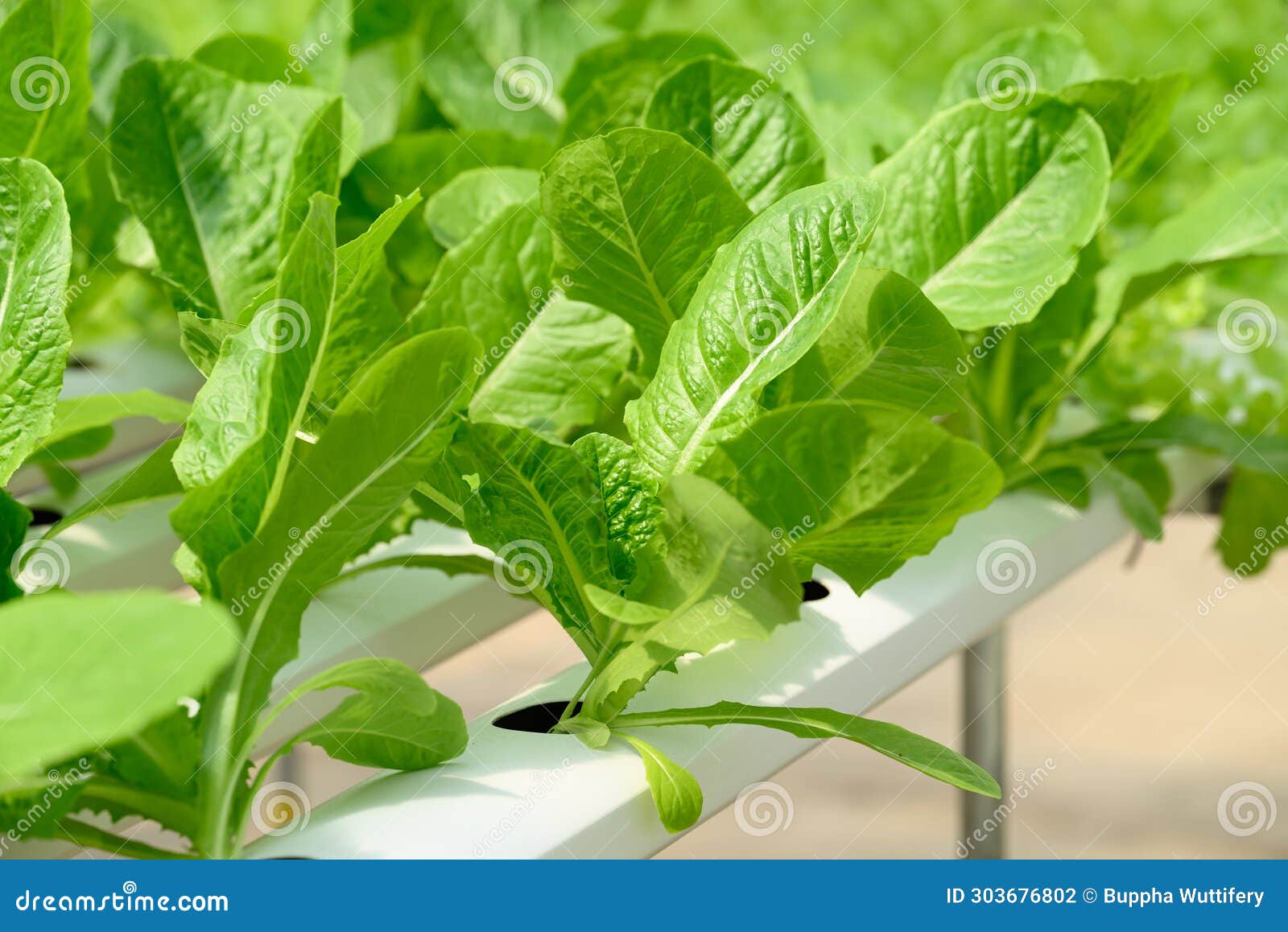 Hydroponics Vegetables Plant (lettuce) Stock Photo Image of plant