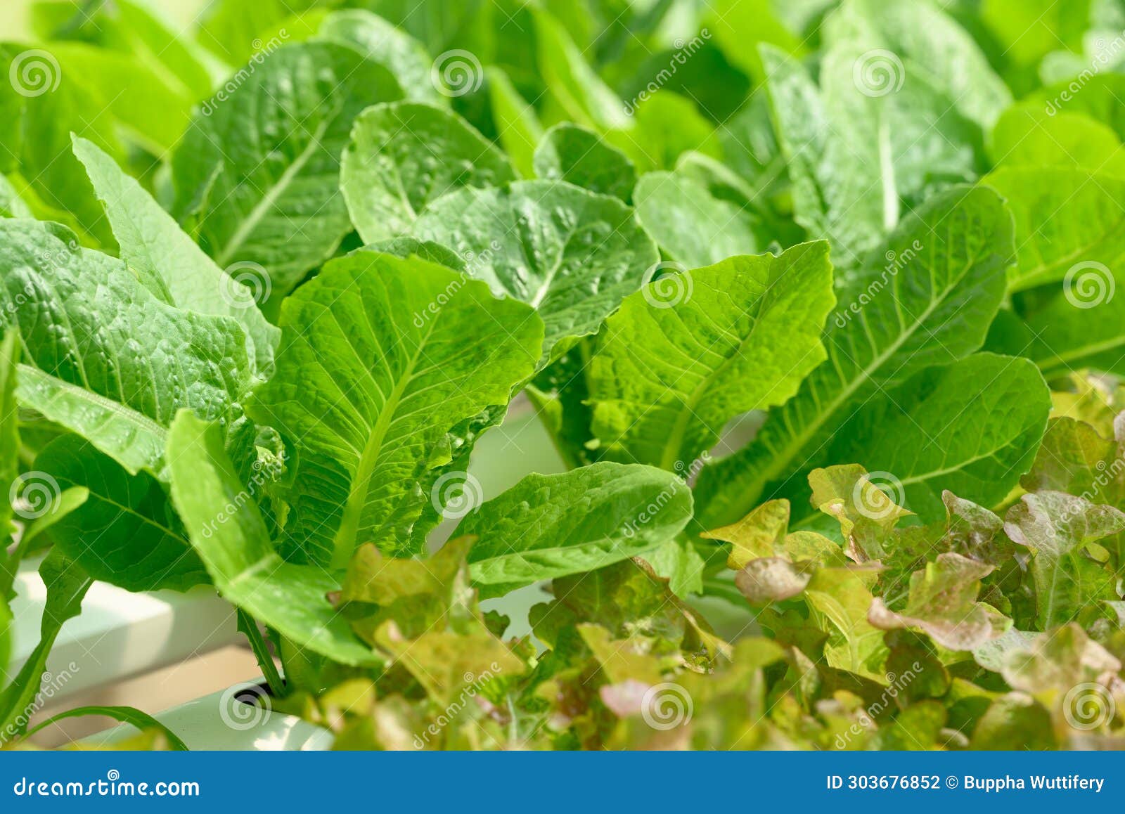Hydroponics Vegetables Plant (lettuce) Stock Photo Image of nutrition