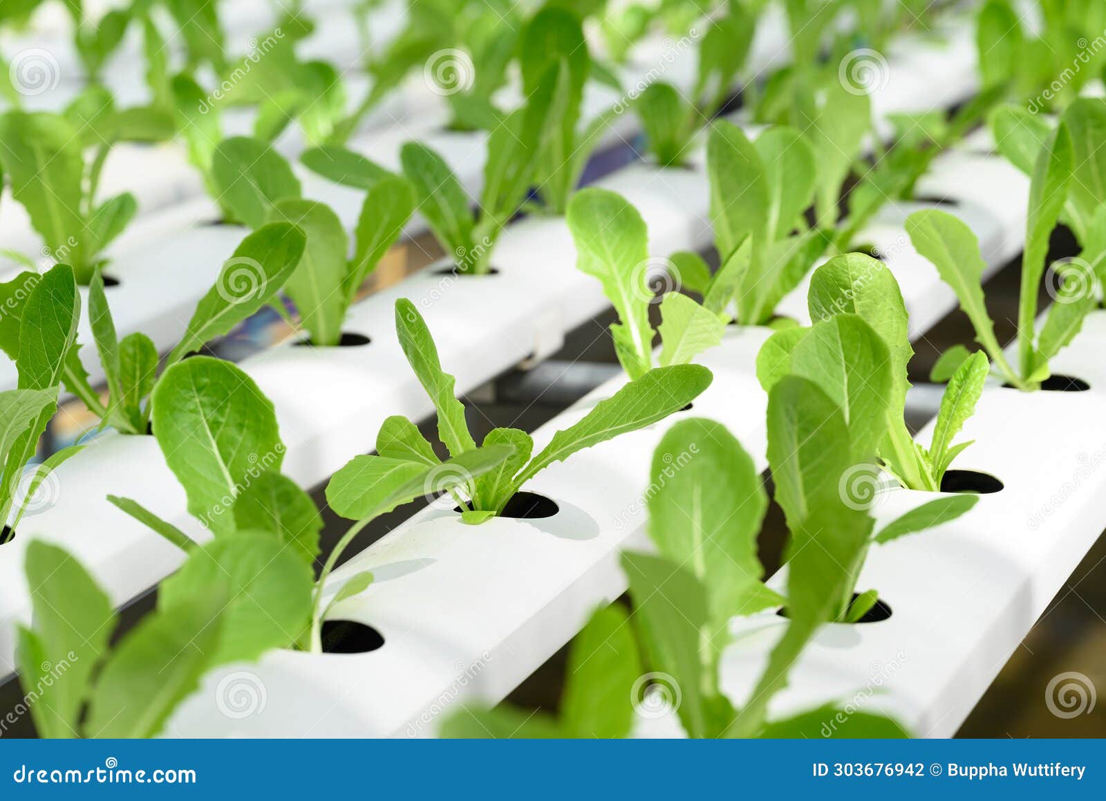 Hydroponics Vegetables Plant (lettuce) Stock Photo Image of farm