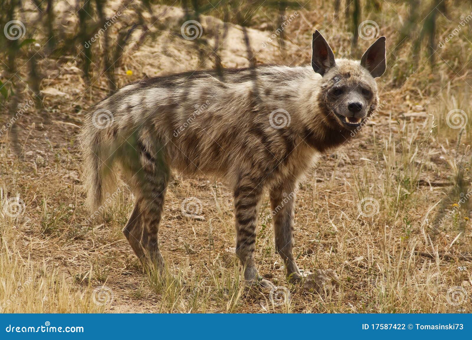 hyena