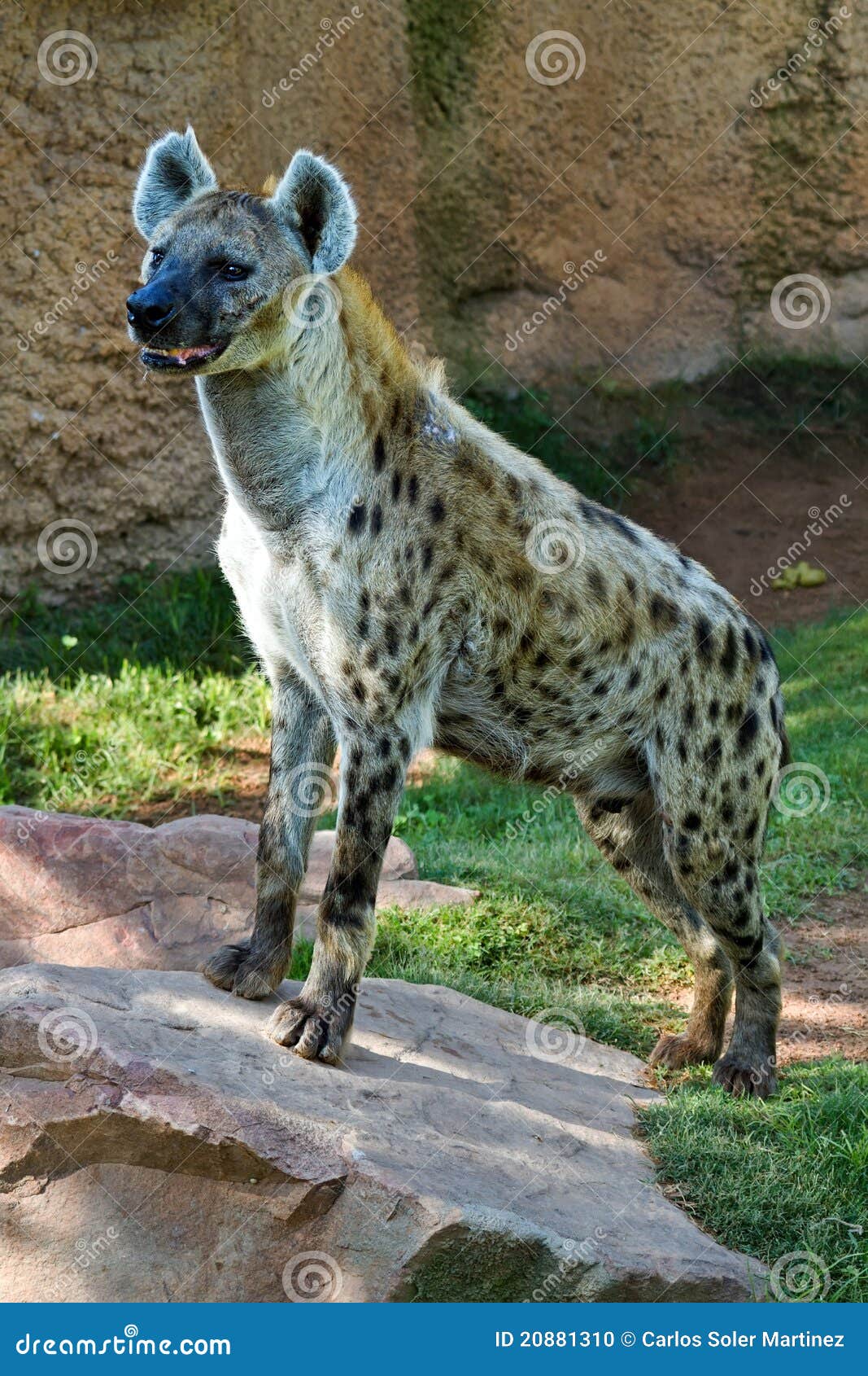 hyena,