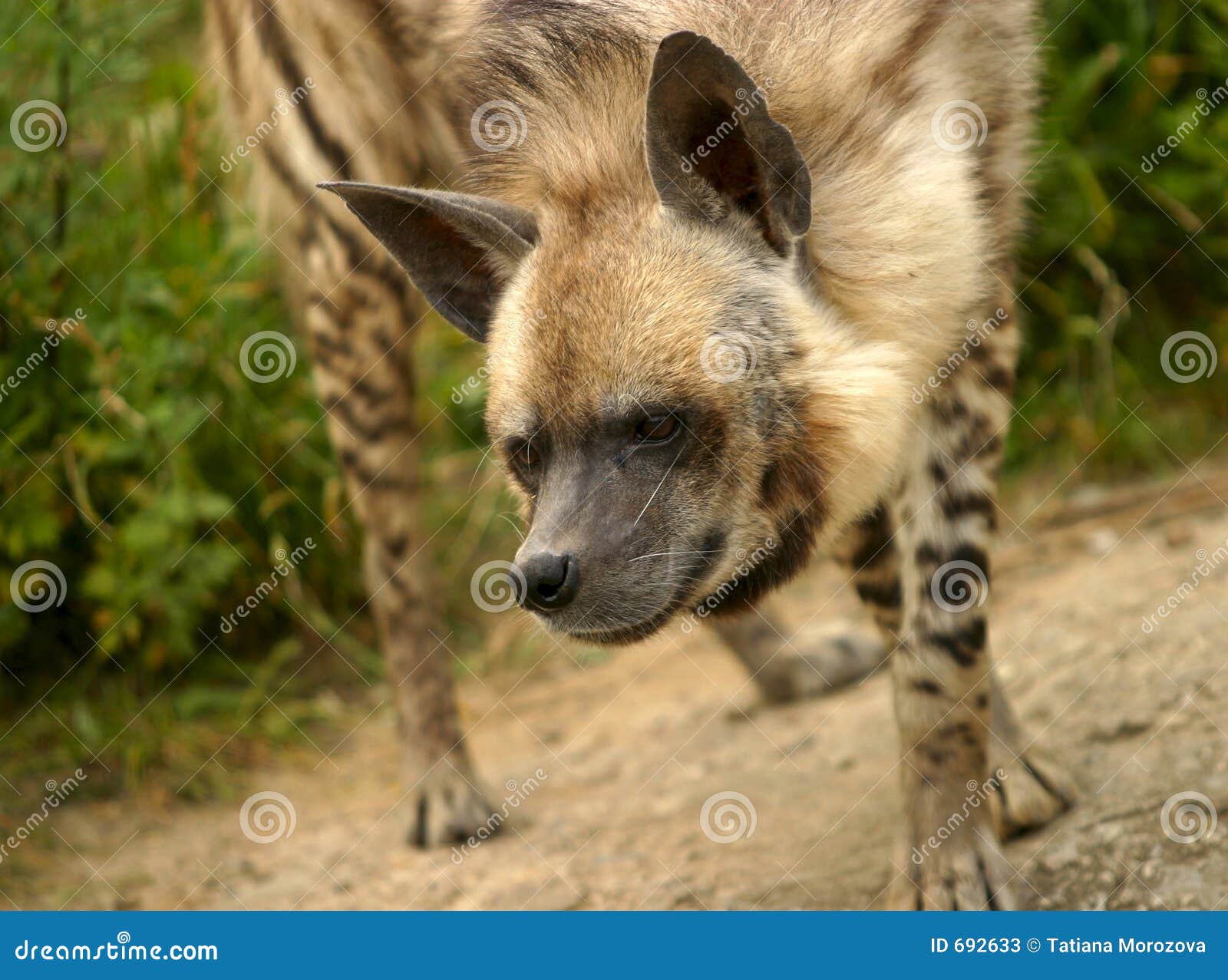 hyena