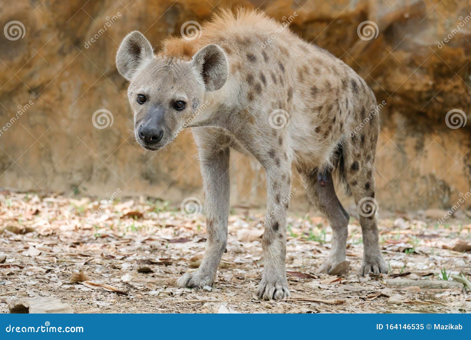 Hyena stock image Image of masai dangerous african Biology Diagrams