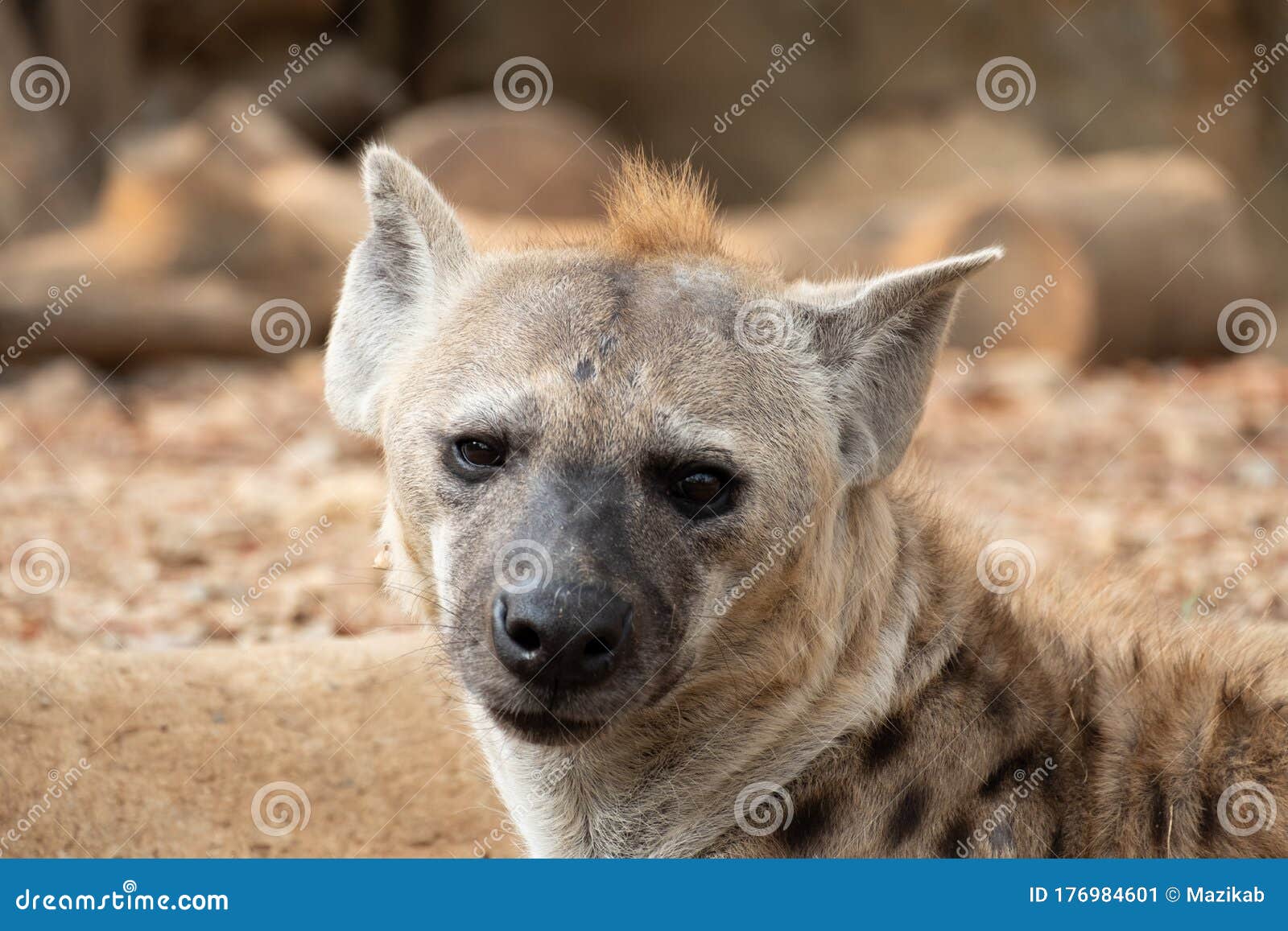 Hyena stock image. Image of masai, national, kenya, conservation ... Biology Diagrams