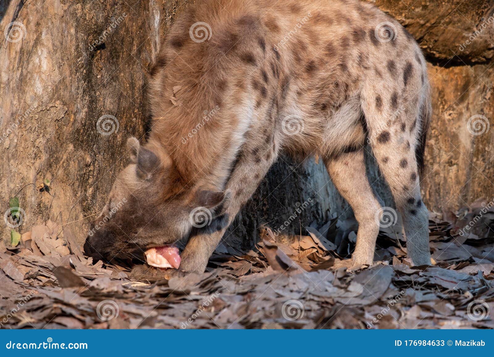 Hyena stock image. Image of africa, conservation, mammal Biology Diagrams