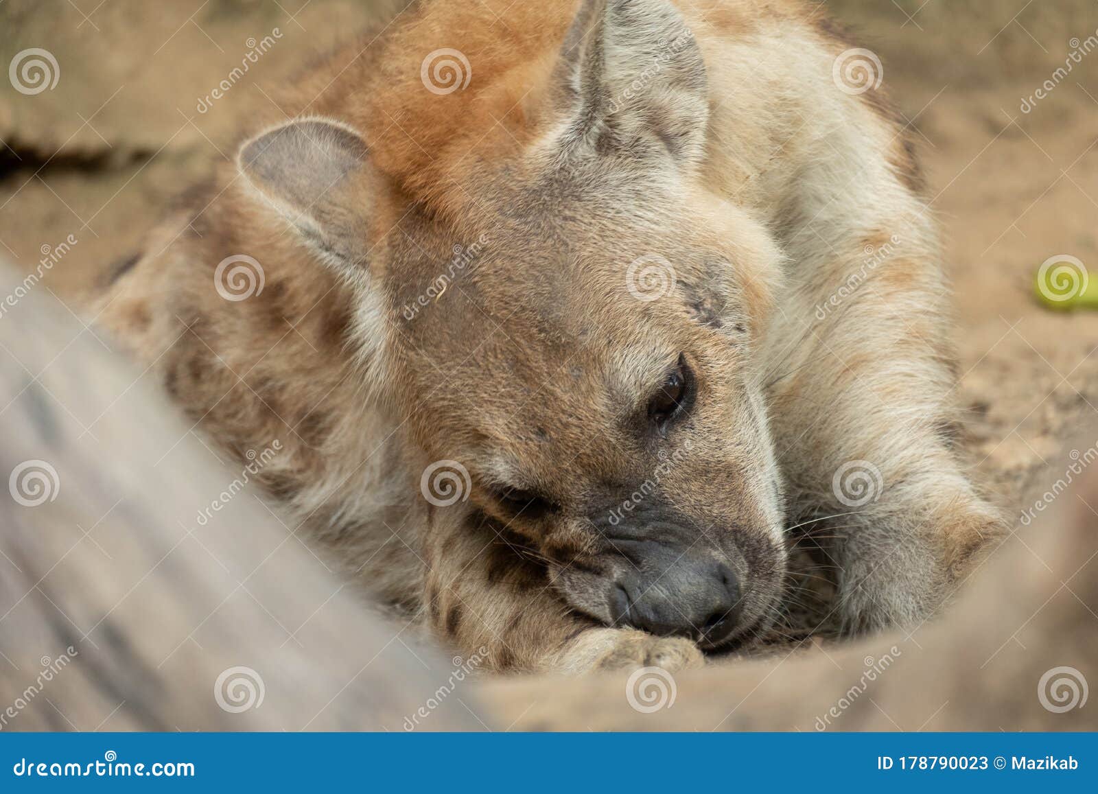 Hyena stock image Image of hunter kenya africa natural Biology Diagrams