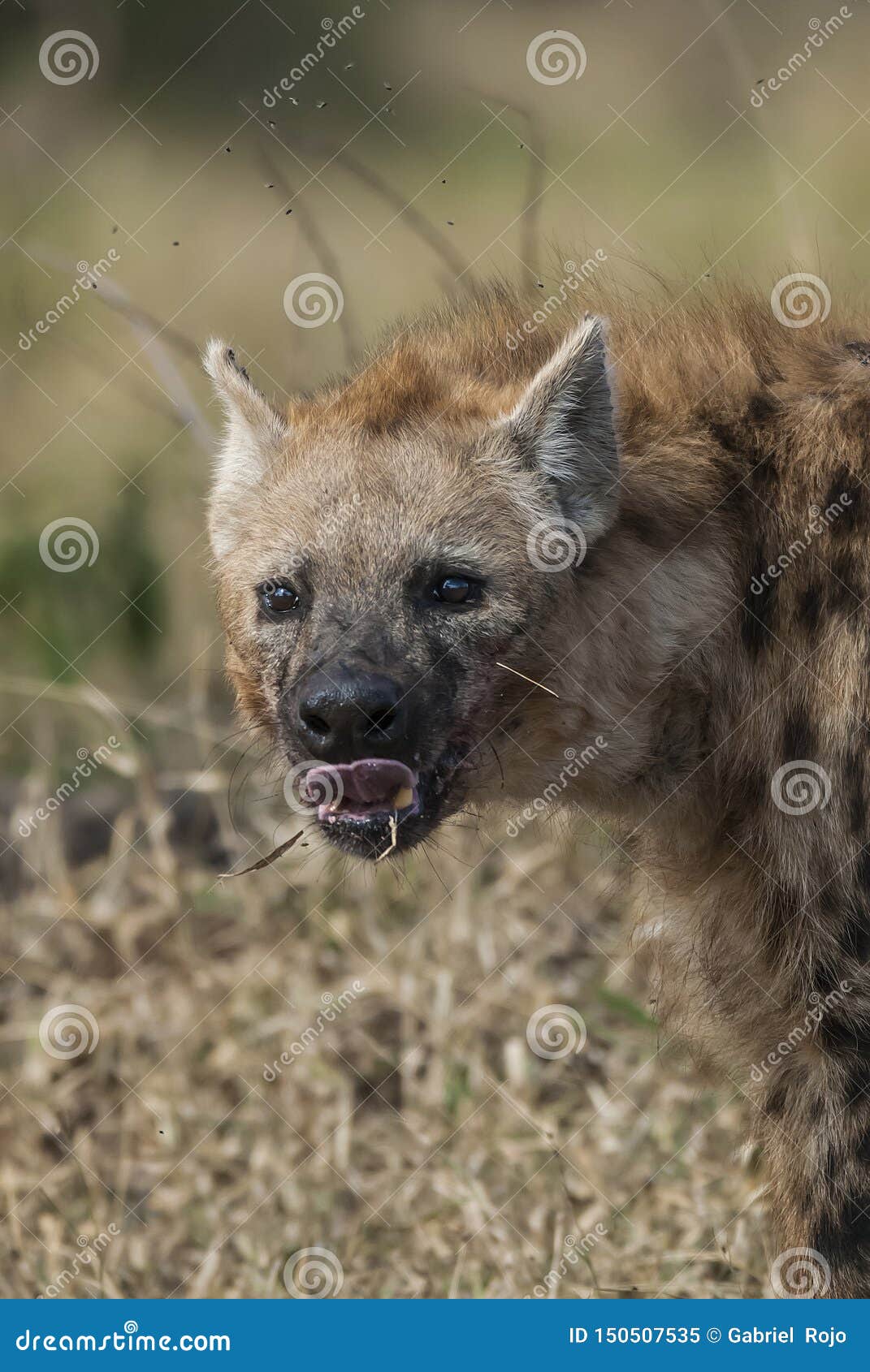 Hyena South Africa stock image Image of park hyaena Biology Diagrams