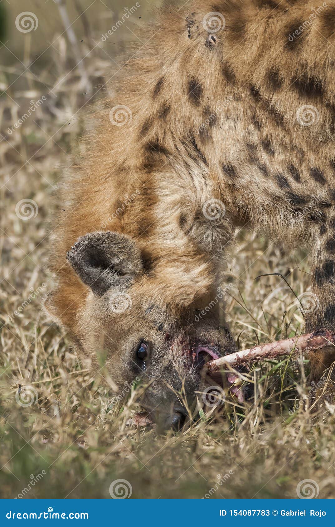 Hyena eating, Africa stock image. Image of oportunist Biology Diagrams