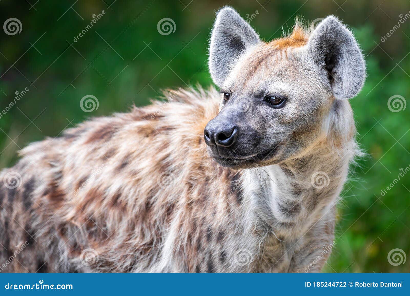 a hyena among foliage looking sideways