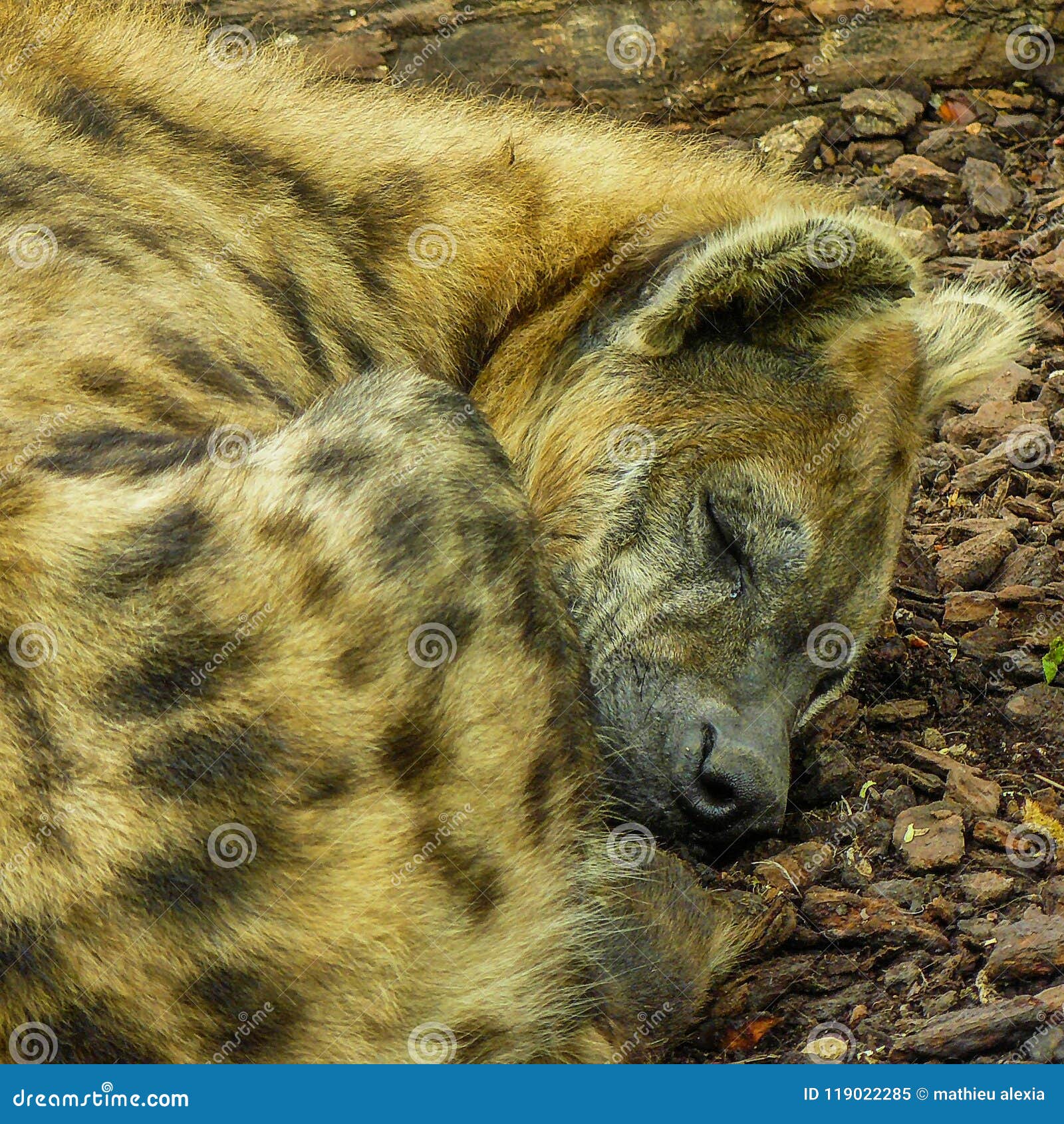 hyena