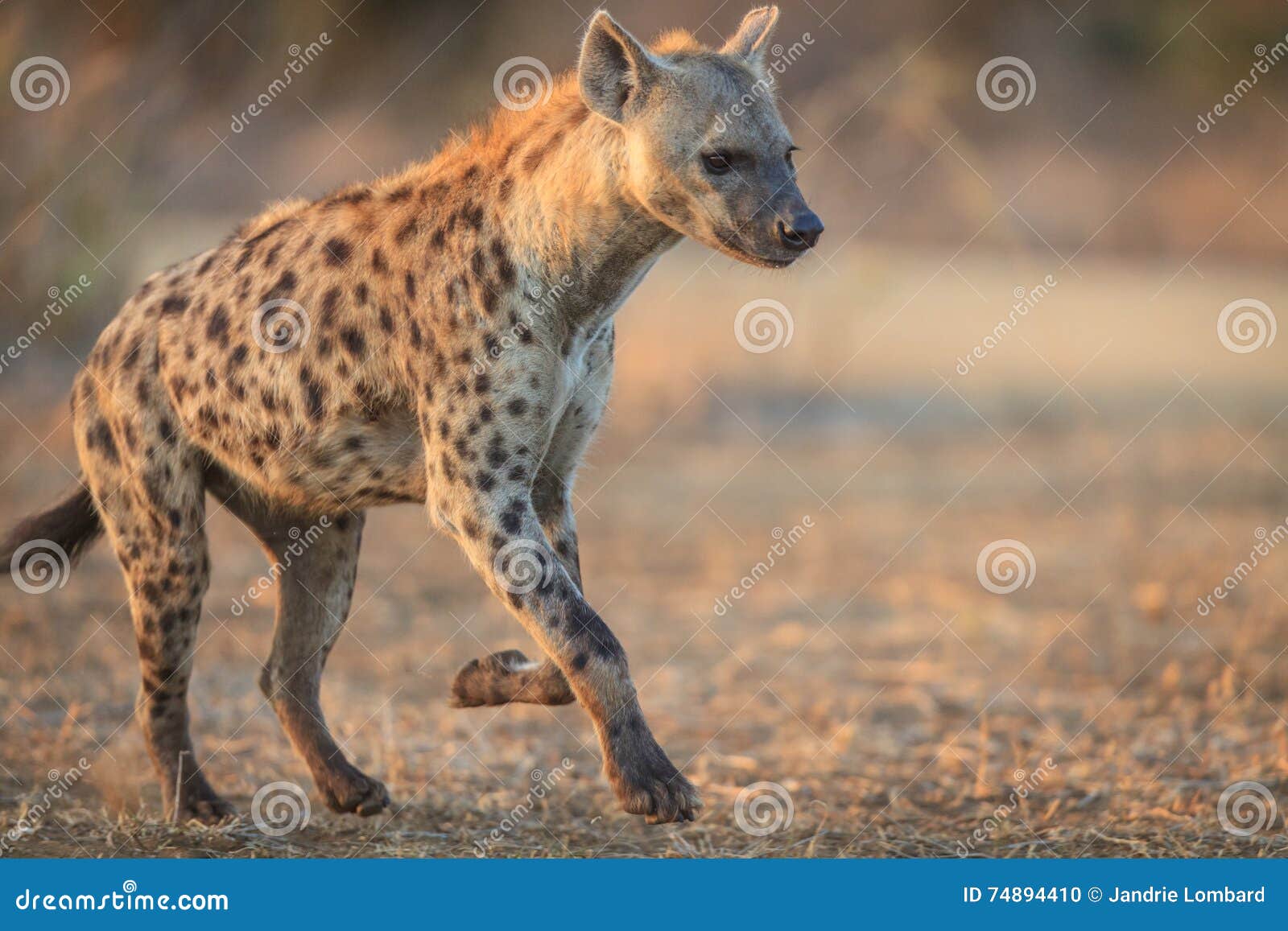 hyena