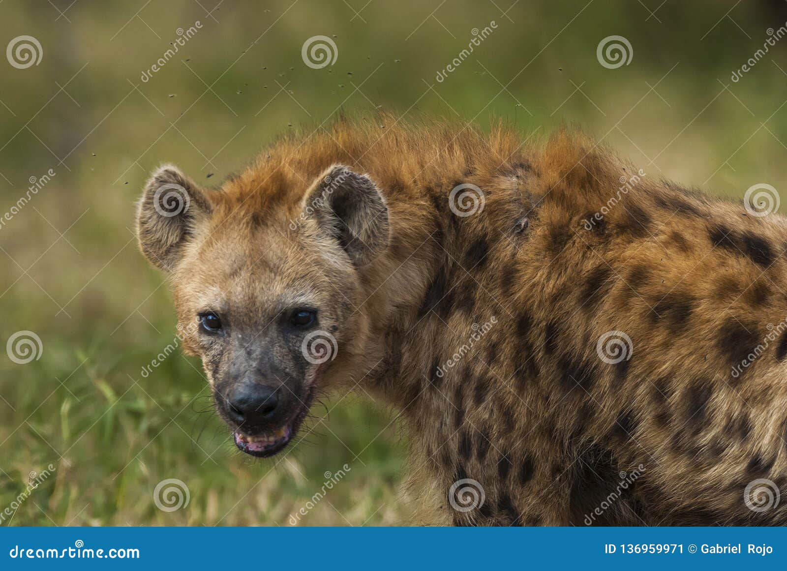 hyena south africa