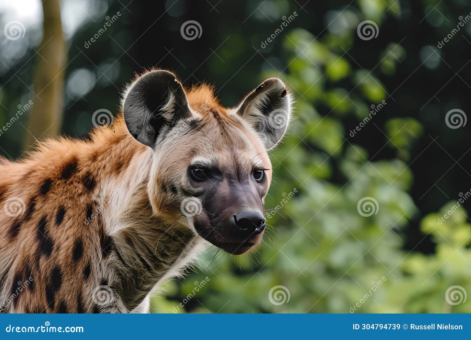 Saharan Africa, Parts of Asia Stock Illustration ... Biology Diagrams