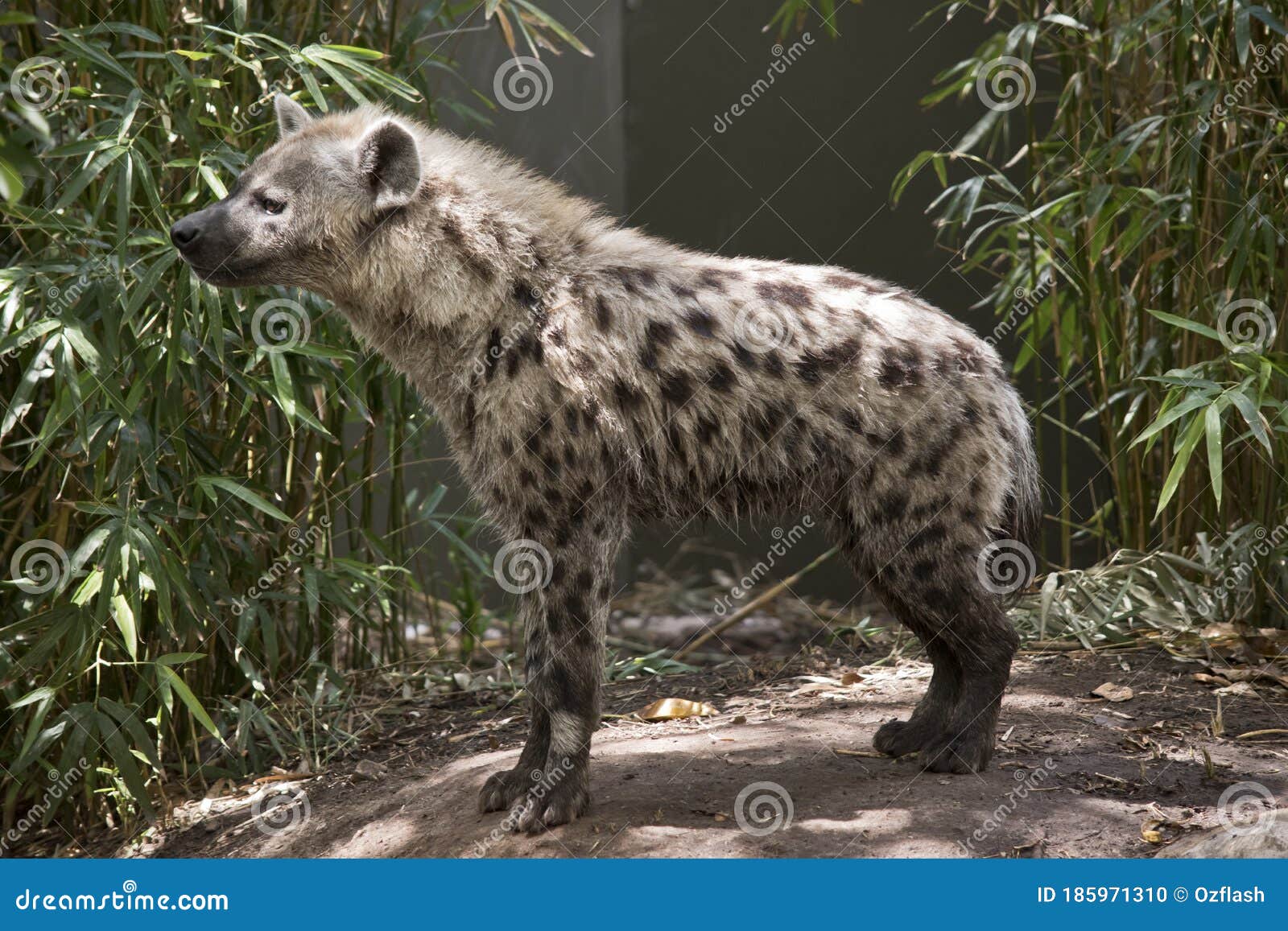 The Hyena is a Tan and Brown Spotted Animal Stock Photo - Image of nose, animal: 185971310 The Hyena is a Tan and Brown Spotted Animal Stock Photo - Image of nose, animal: 185971310