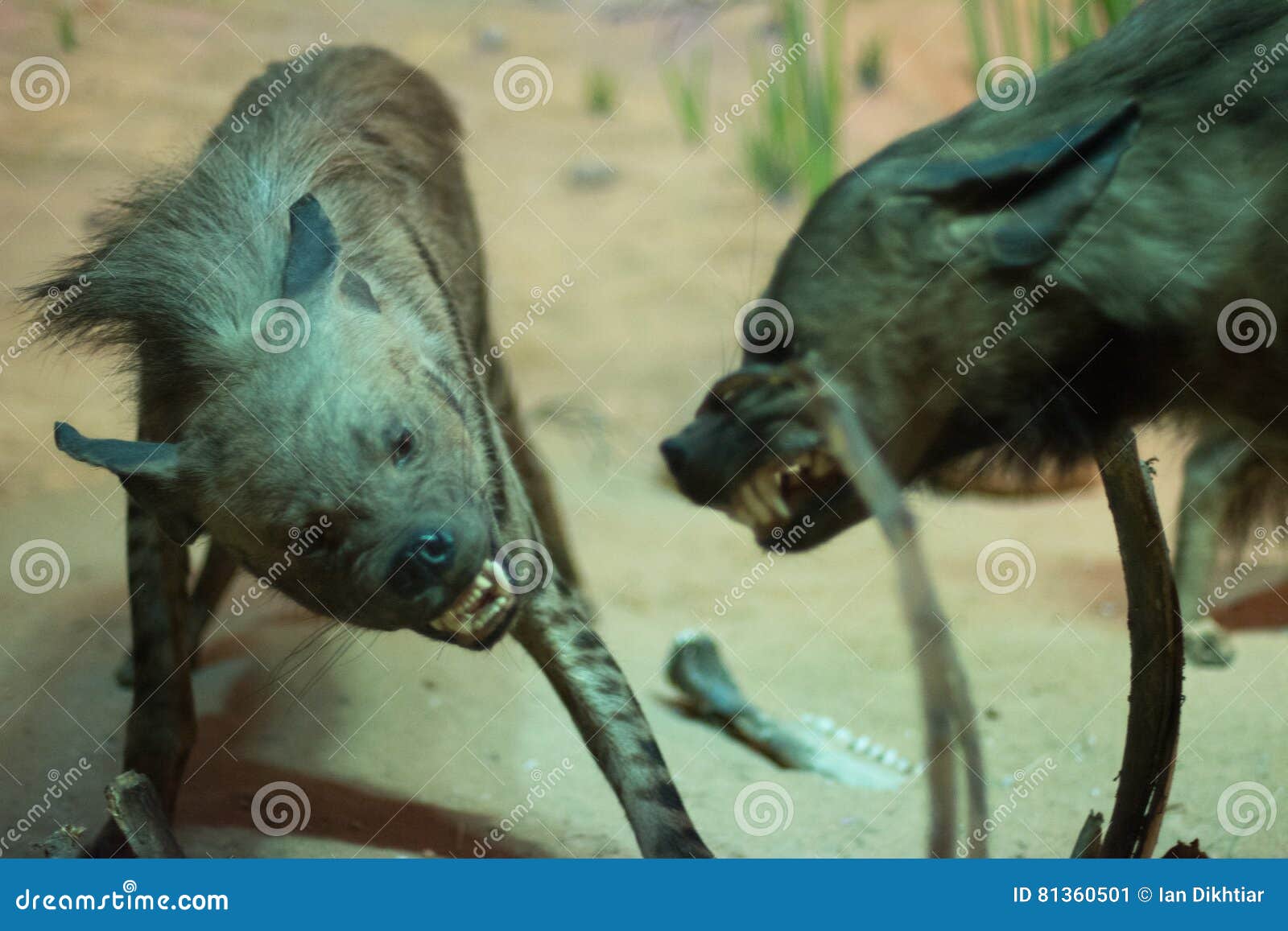 Hyenas stock image. Image of arabia, funny, goat, male 81360501