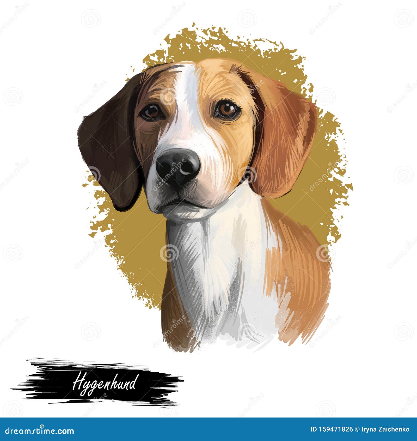 Hygenhund Hygen Hound Dog Digital Art Illustration Isolated On White Background Norwegian Origin Medium Sized Scenthound Dog Stock Illustration Illustration Of Domestic Artwork 159471826