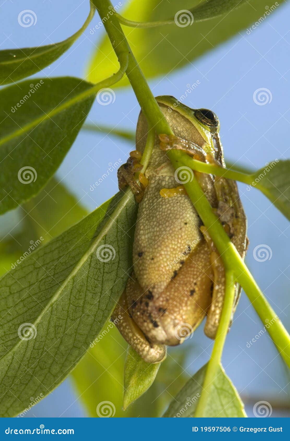 Hyla arborea - tree frog - a small green frog