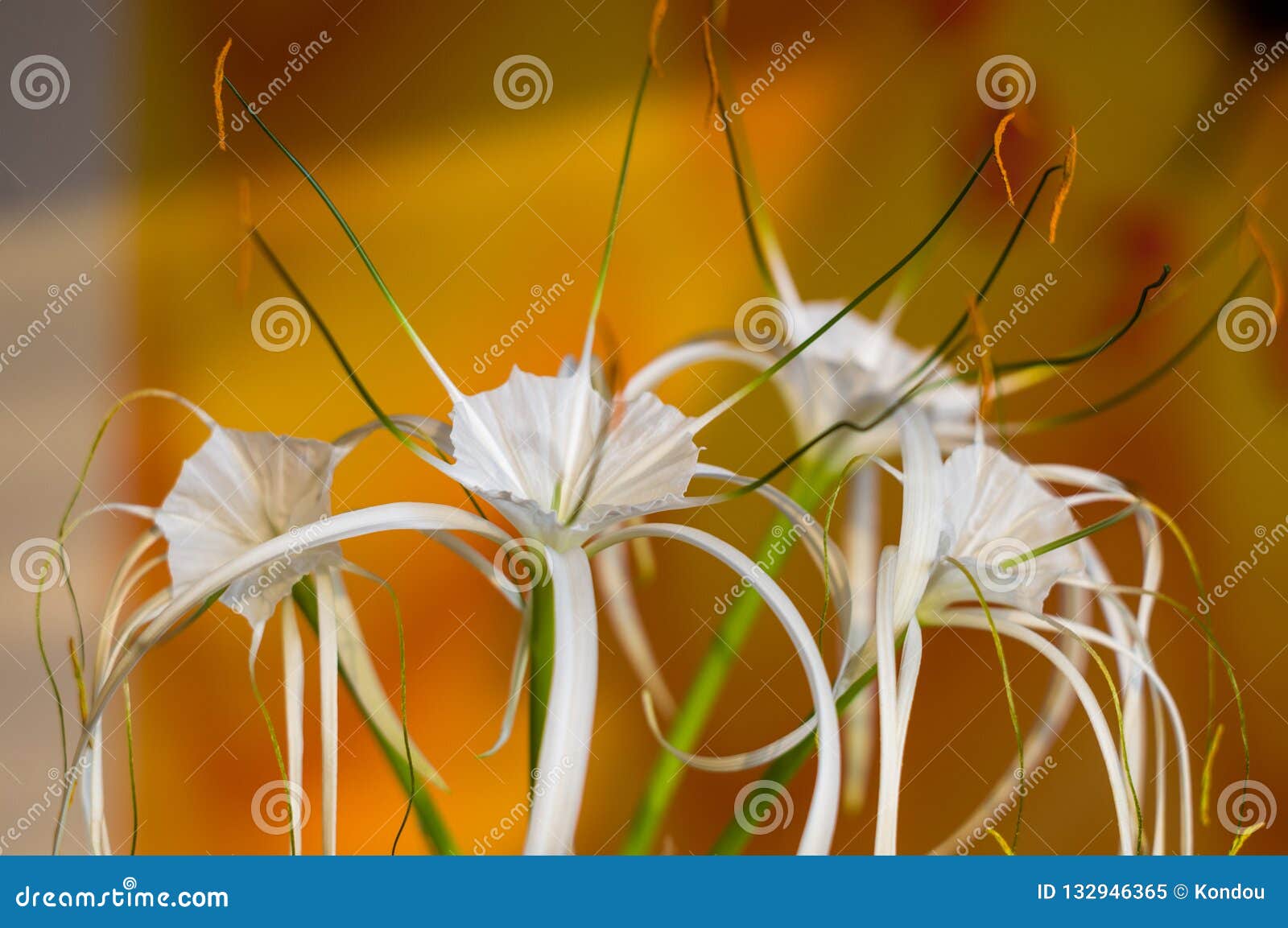 caribbean spider-lily, unique style white flower on multicolored background