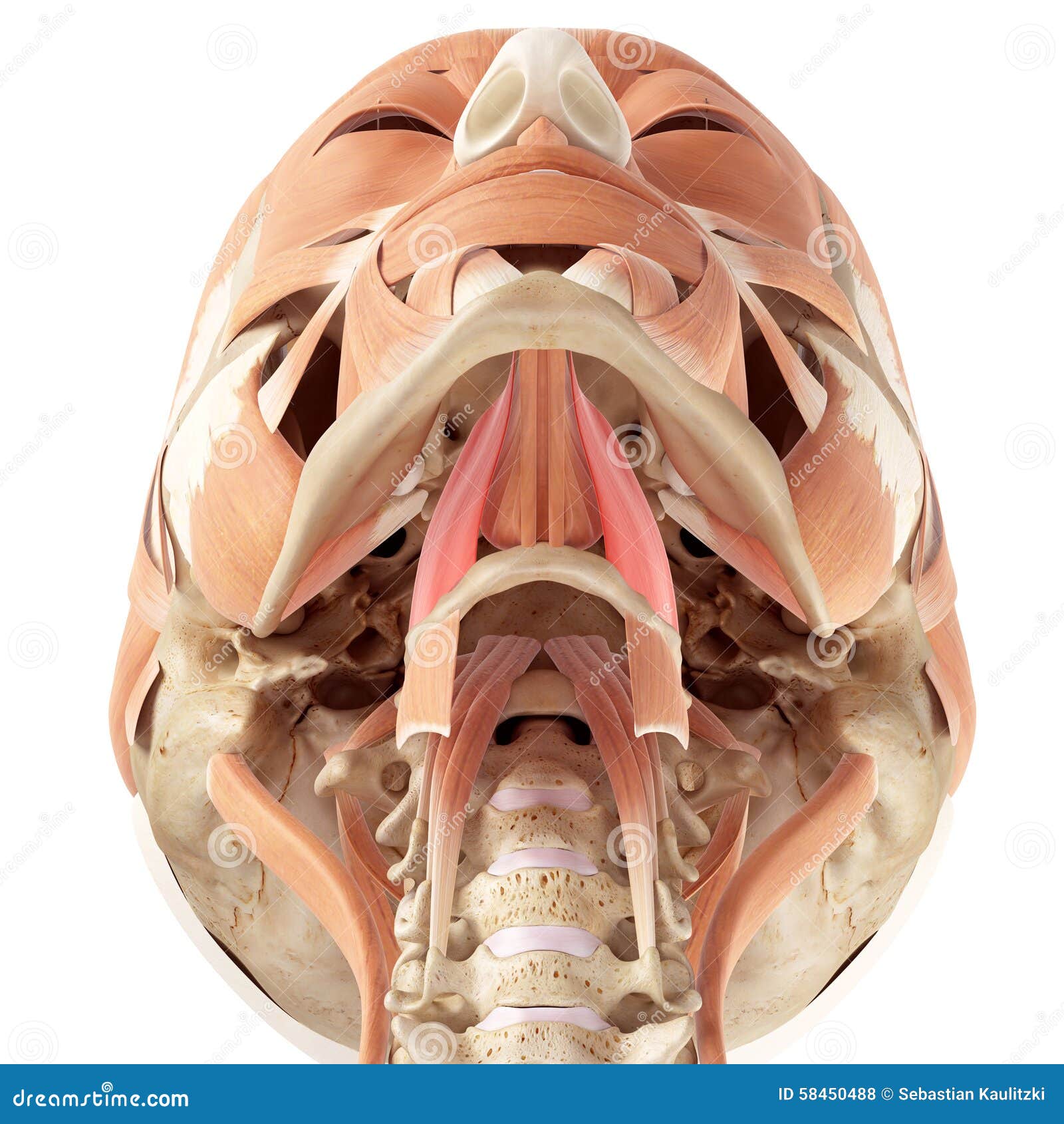 SG-ORAL CAVITY, image size:1600x1690