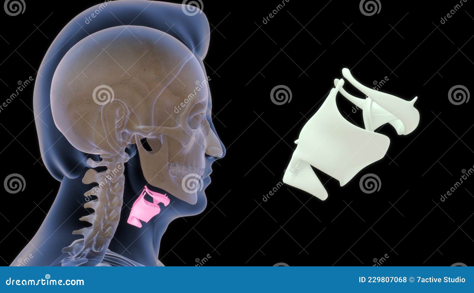 human skeleton skull bone - throat bone