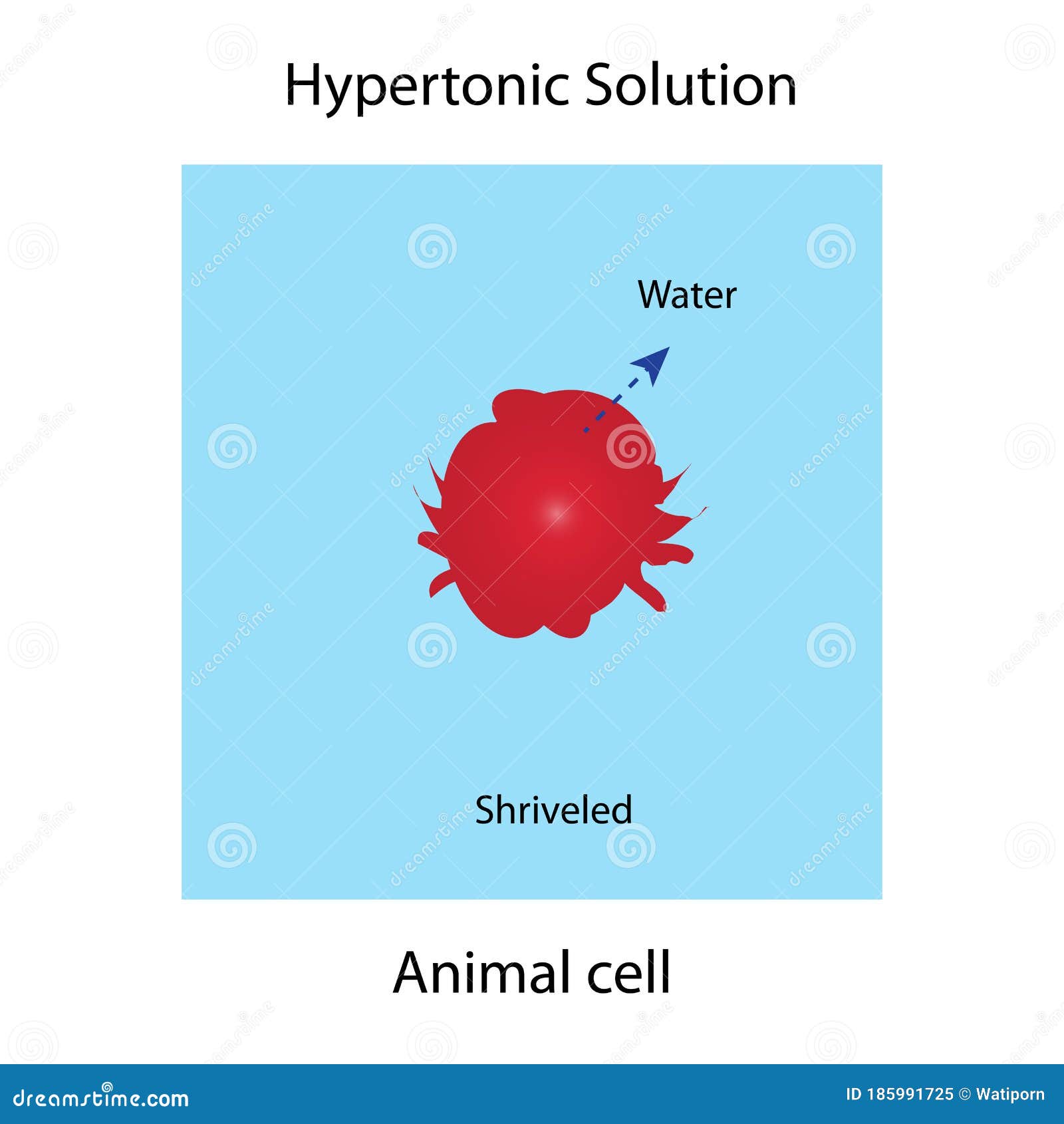 Hypertonic solution stock illustration. Illustration of genetic - 185991725