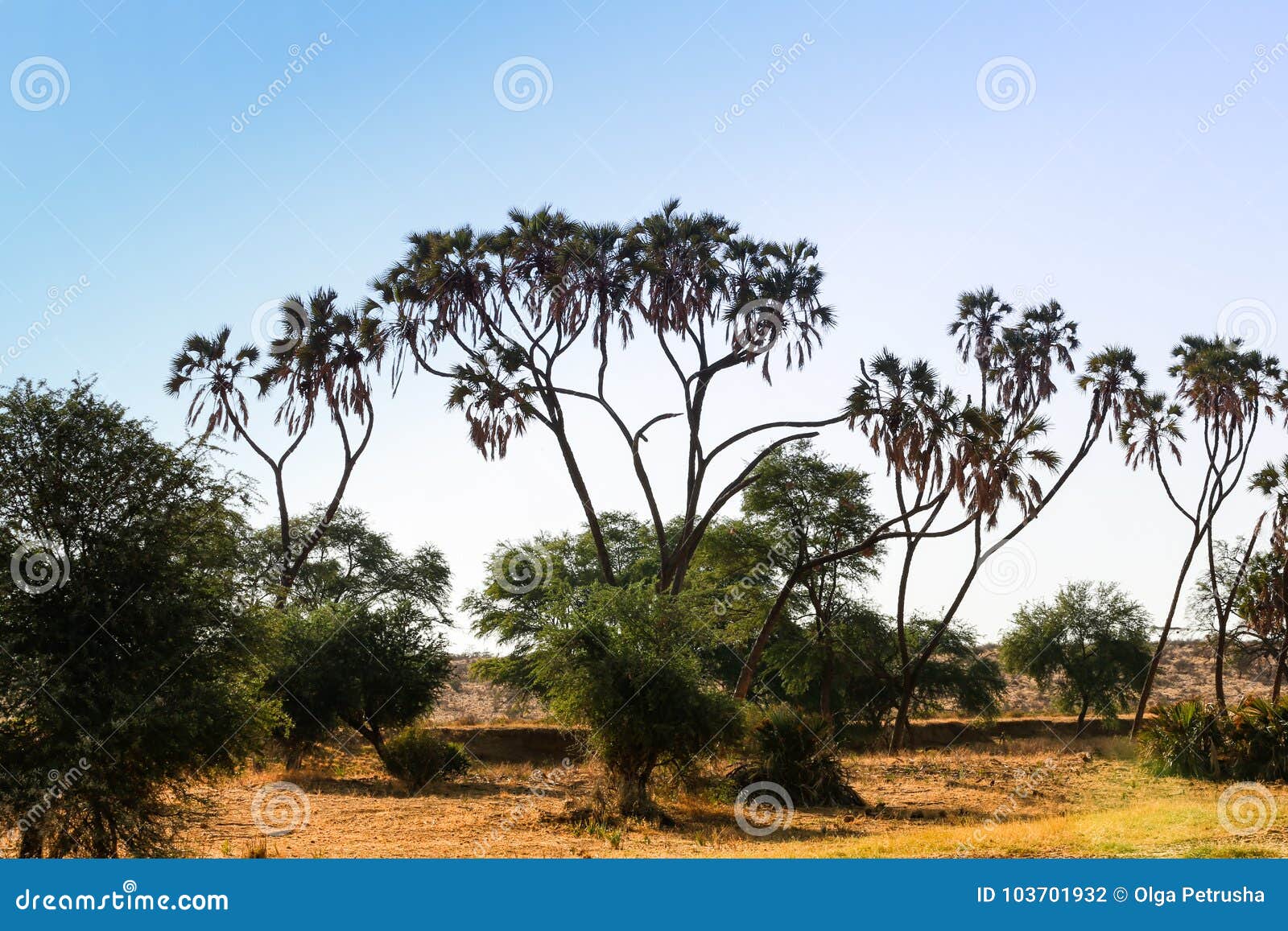 hyphaene thebaika doum palm in the savannah
