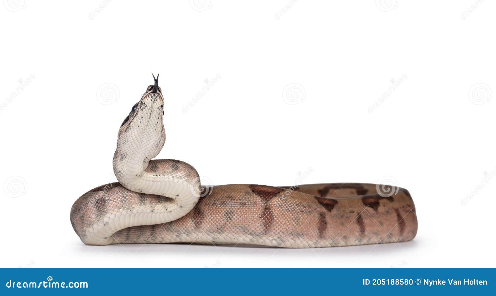 hypo boa constrictor snake on white