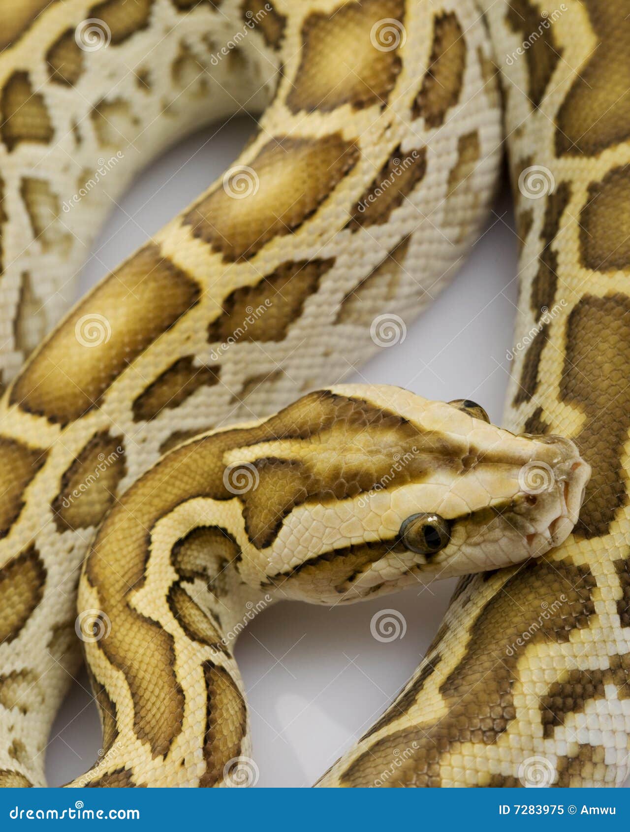 burmese python