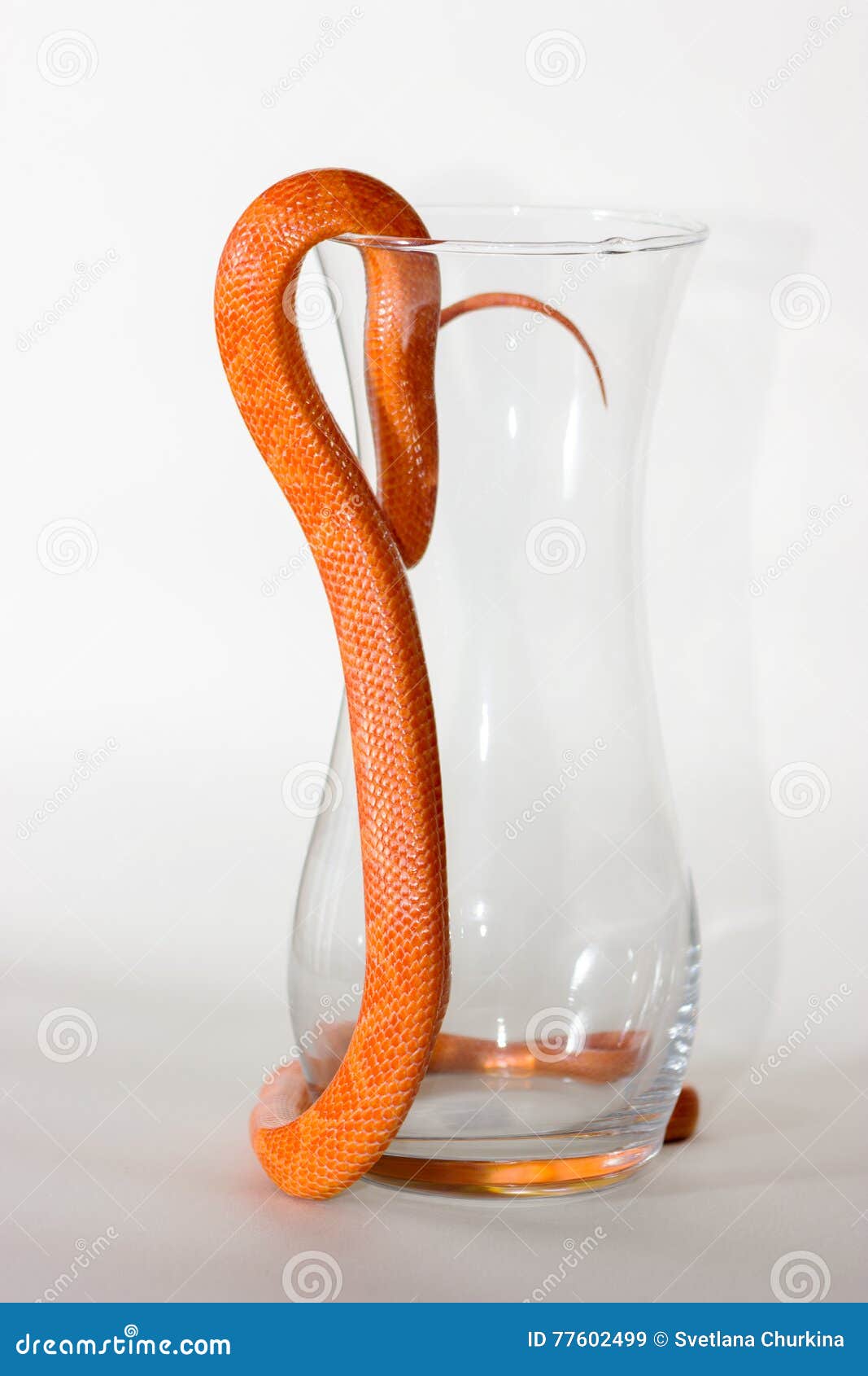 hypo fire corn snake