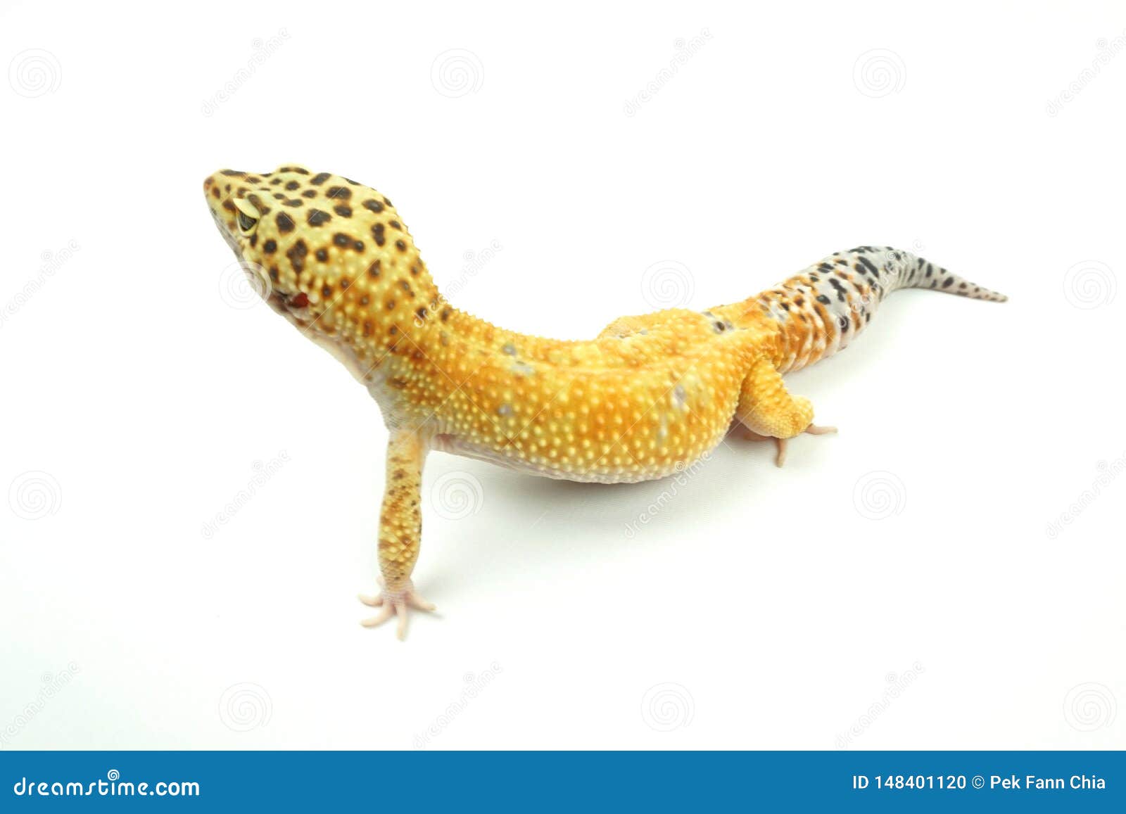 hypo tangerine carrot tail leopard gecko 05
