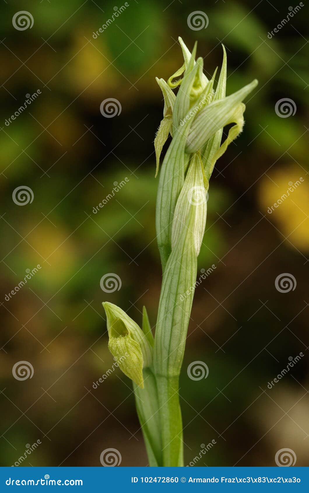 Hypochromic Small-flowered Tongue Orchid - Serapias Parviflora Stock ...