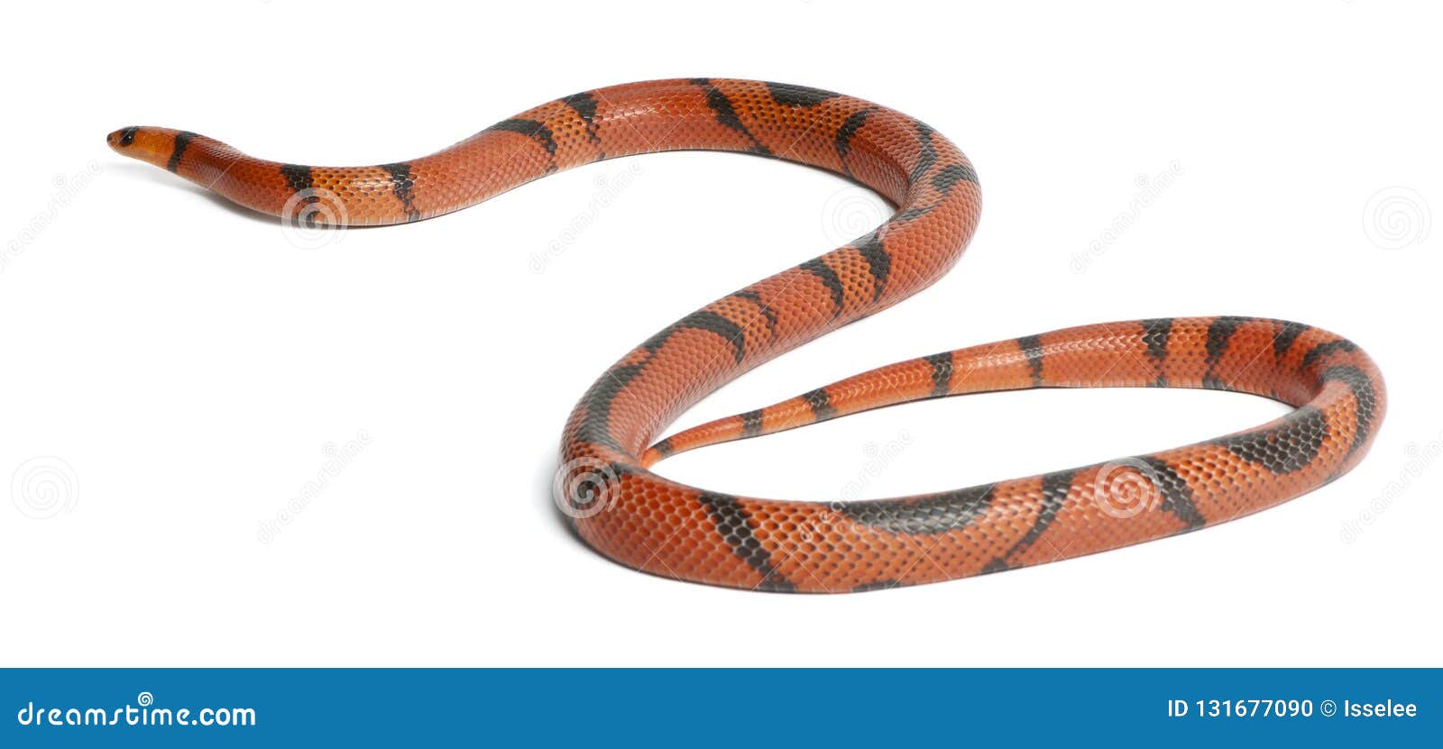如何饲养一条奶蛇(宠物蛇) 奶蛇和玉米蛇 王蛇有什么区别？_哔哩哔哩_bilibili