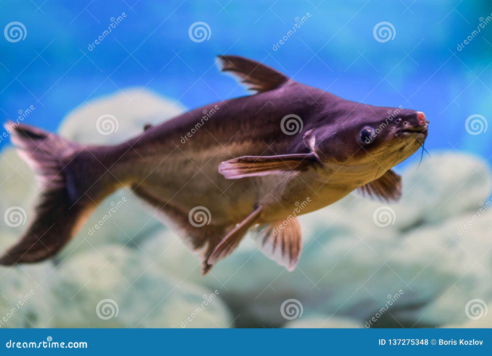 Hypophthalmus De Pangasianodon Le Poisson De Pangasius Nage