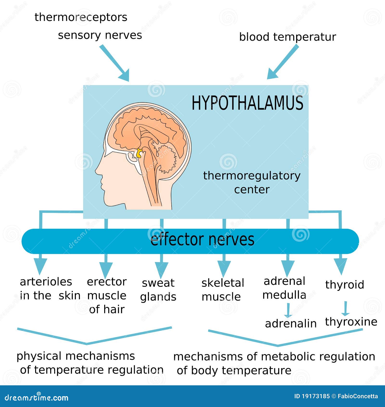 hypothalamus