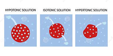 Hypotonic Isotonic and Hypertonic Solutions Vector Tonicity and