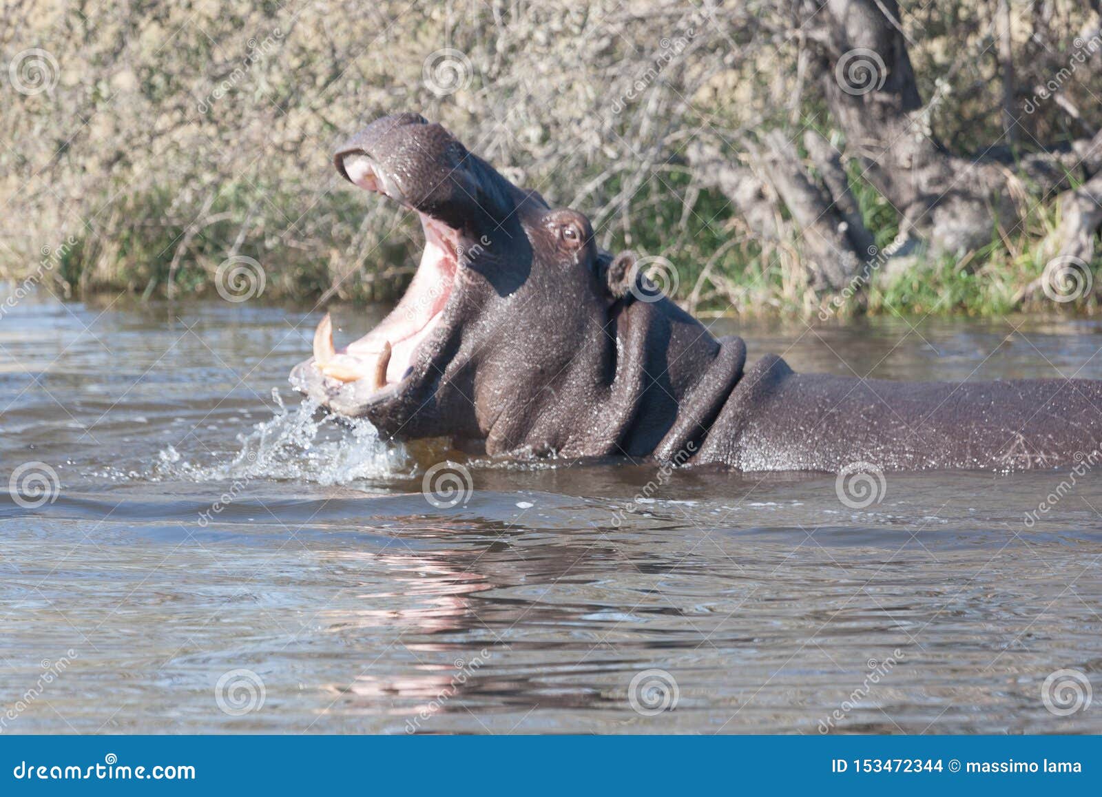 Hyppo in Botswana stock photo. Image of mammal, lake - 153472344